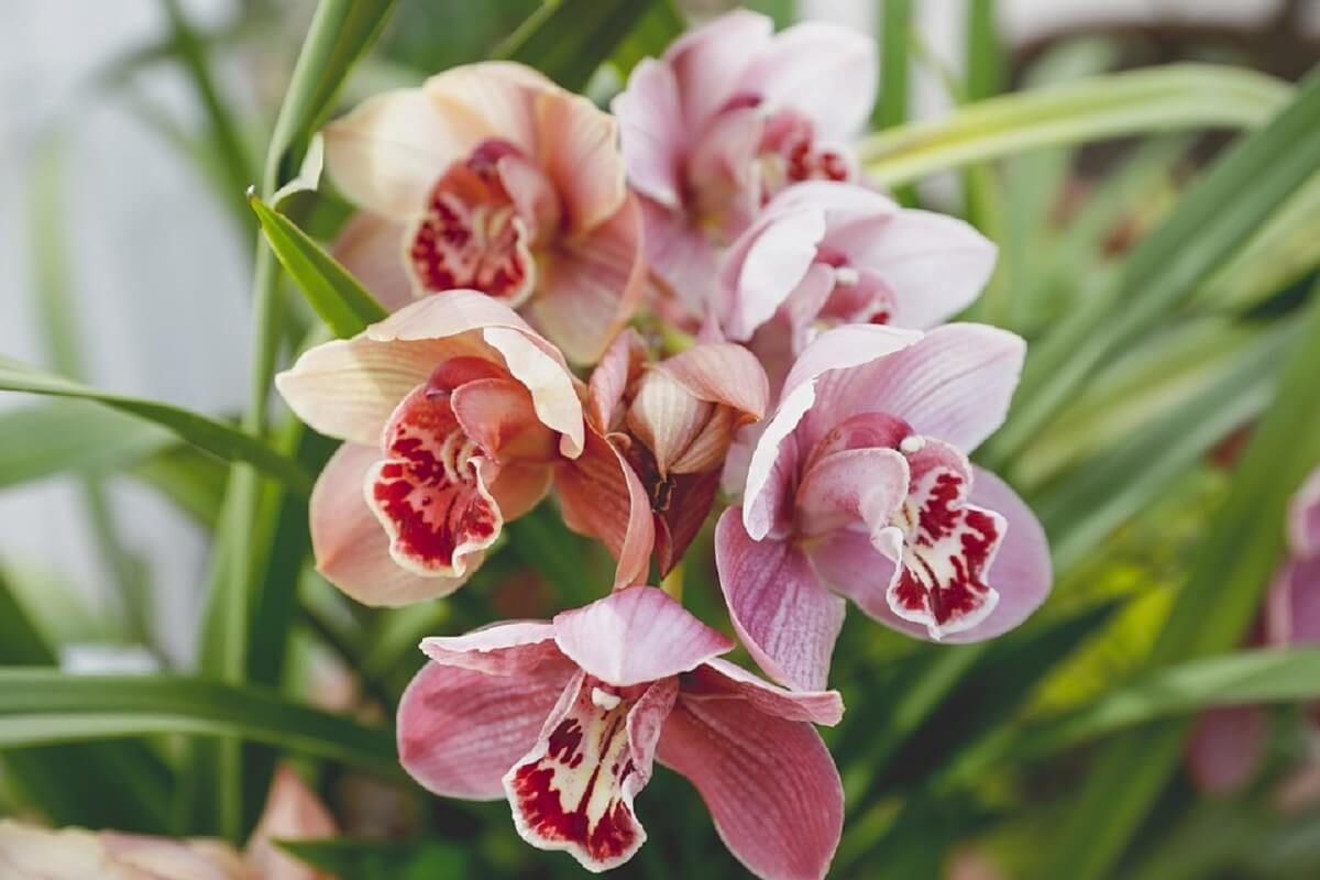 Îngrijire orhidee: informații despre cresterea si ingrijirea acestei flori - = California Flowers, Bucuresti si Brasov