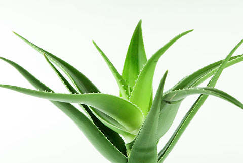 Aloe Vera Plante () Aloe Vera Plante