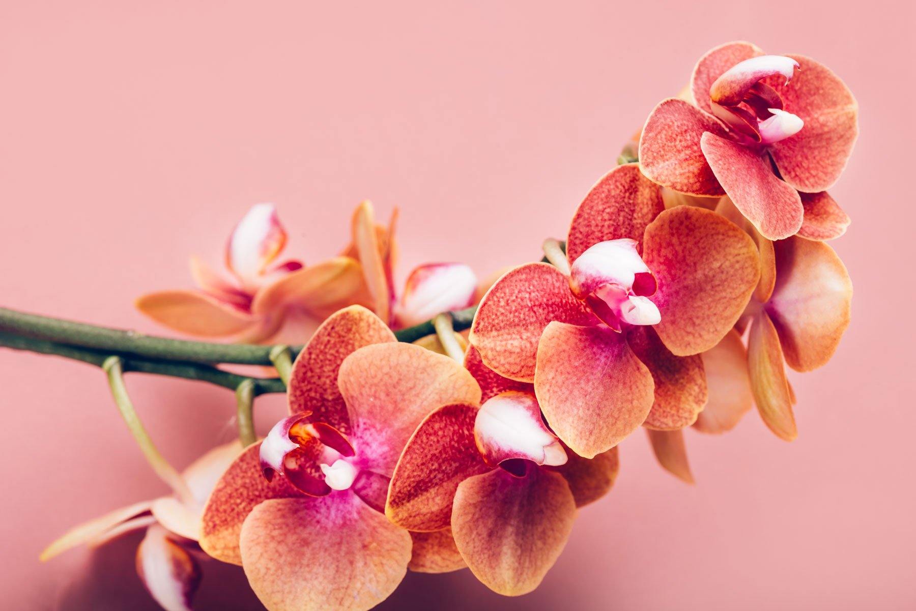 Buchete orhidee = California Flowers, Bucuresti si Brasov