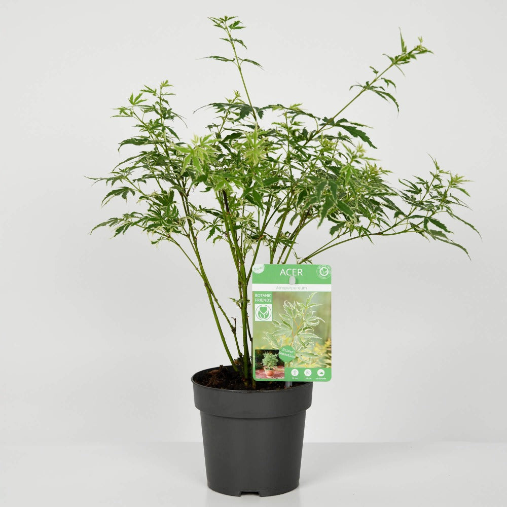 Cu ce se sterg frunzele la flori si cum sa le mentii sanatoase?, Planta Artar, Californiaflowers.ro