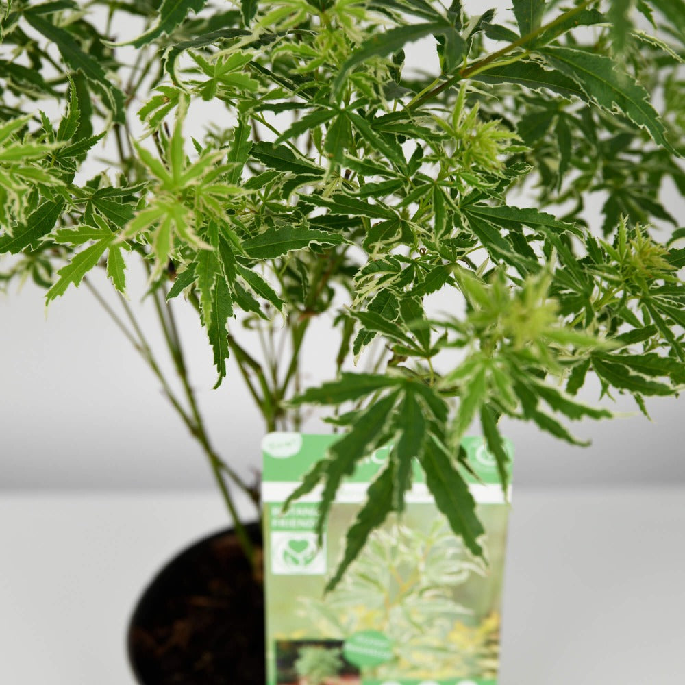 Cu ce se sterg frunzele la flori si cum sa le mentii sanatoase?, Planta Artar, Californiaflowers.ro