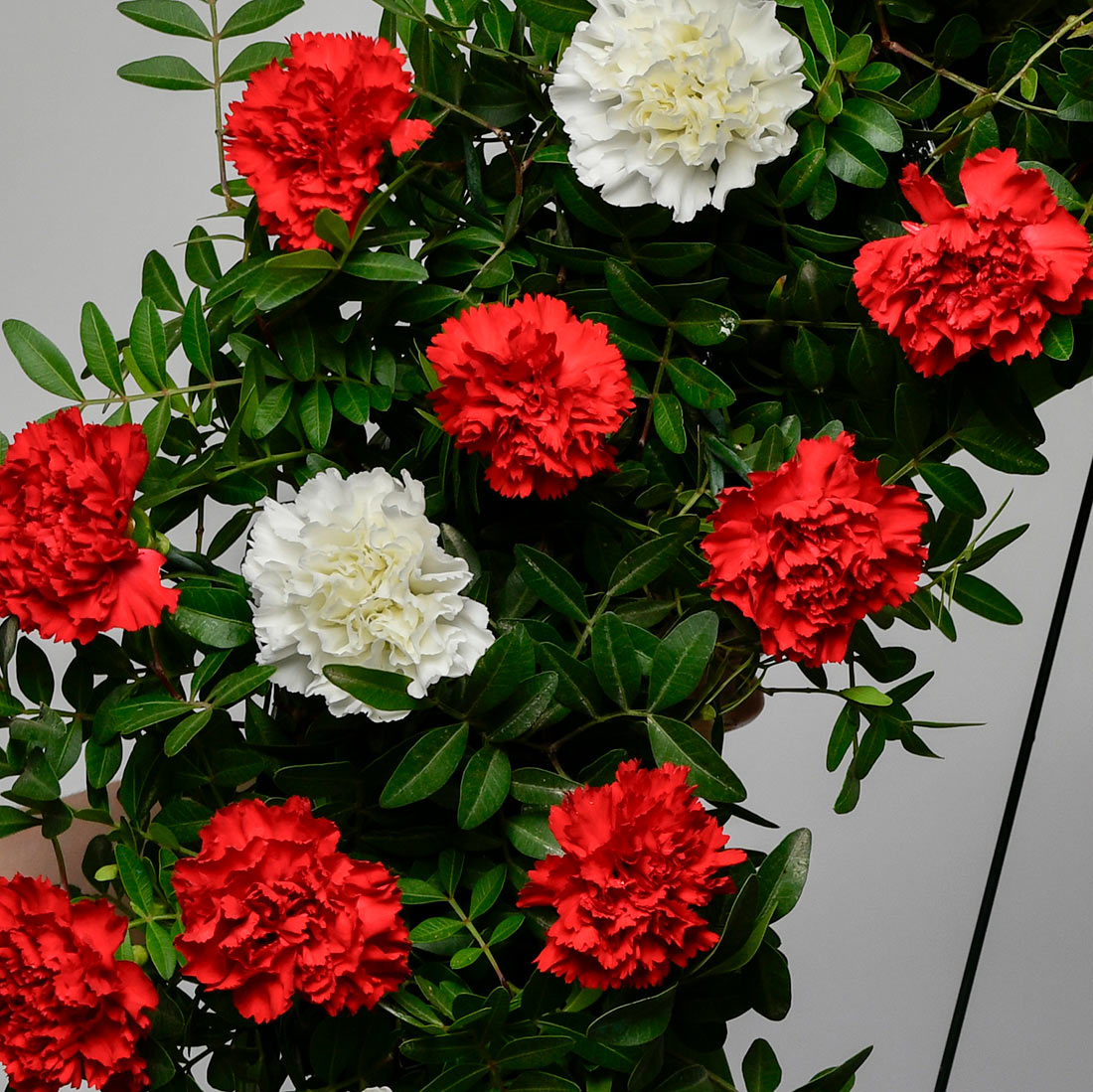 Coroane funerare, Coroana funerara rotunda cu garoafe rosii si albe, Californiaflowers.ro