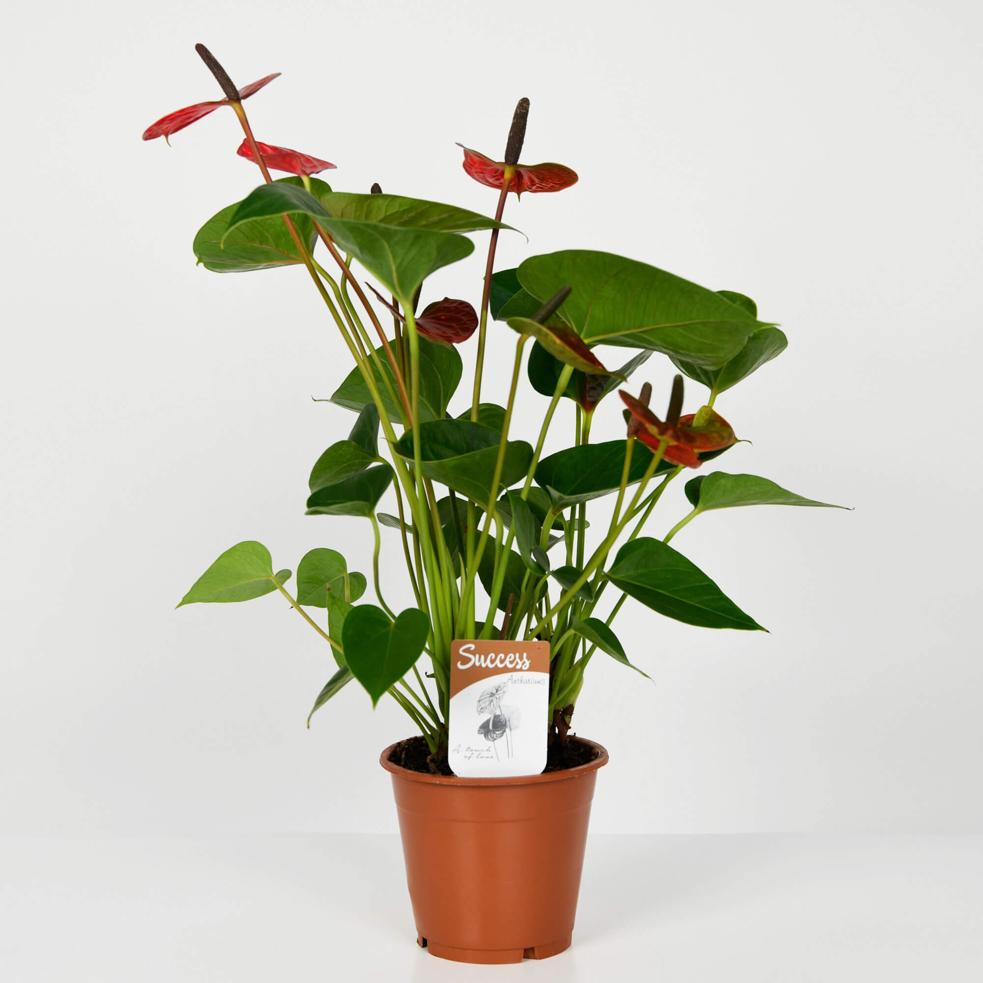 Planta Anthurium, 1