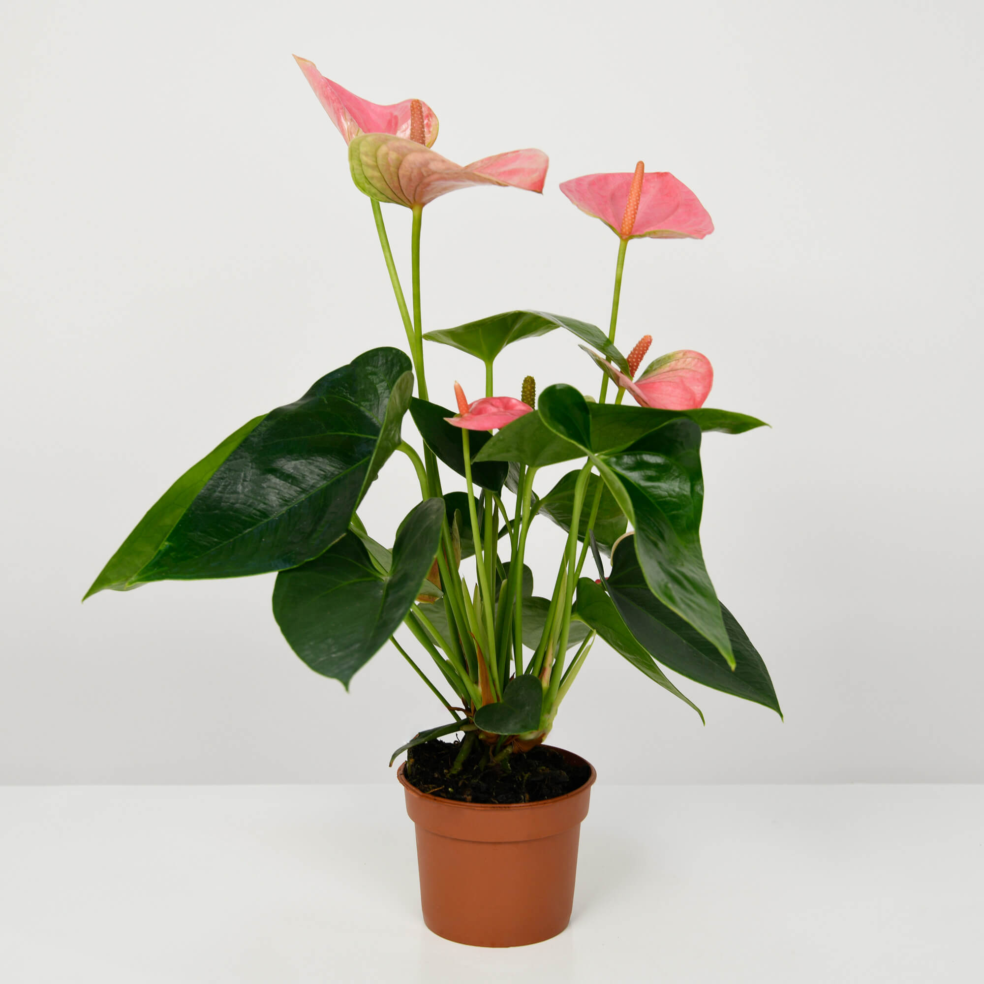 anthurium roz Planta Anthurium roz S