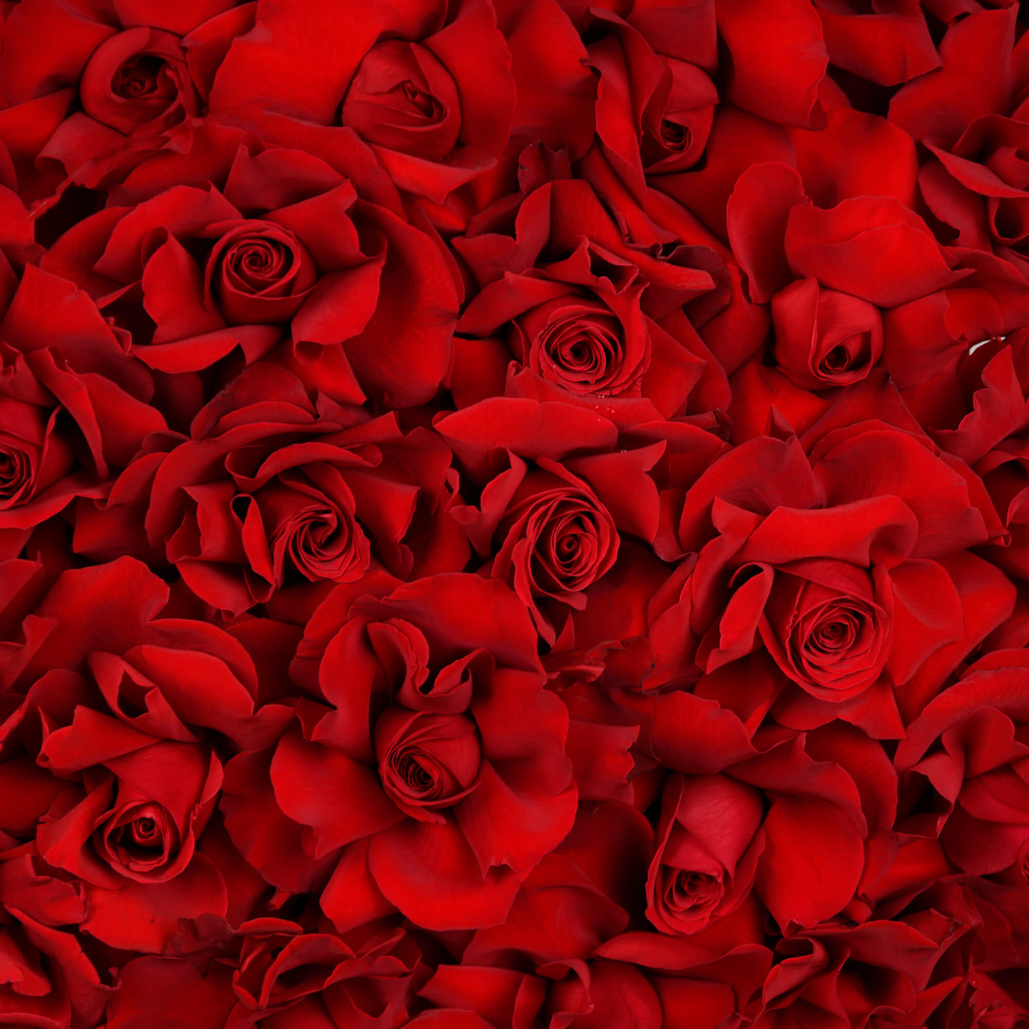 Inima funerara 1 m cu trandafiri speciali rosii, 2