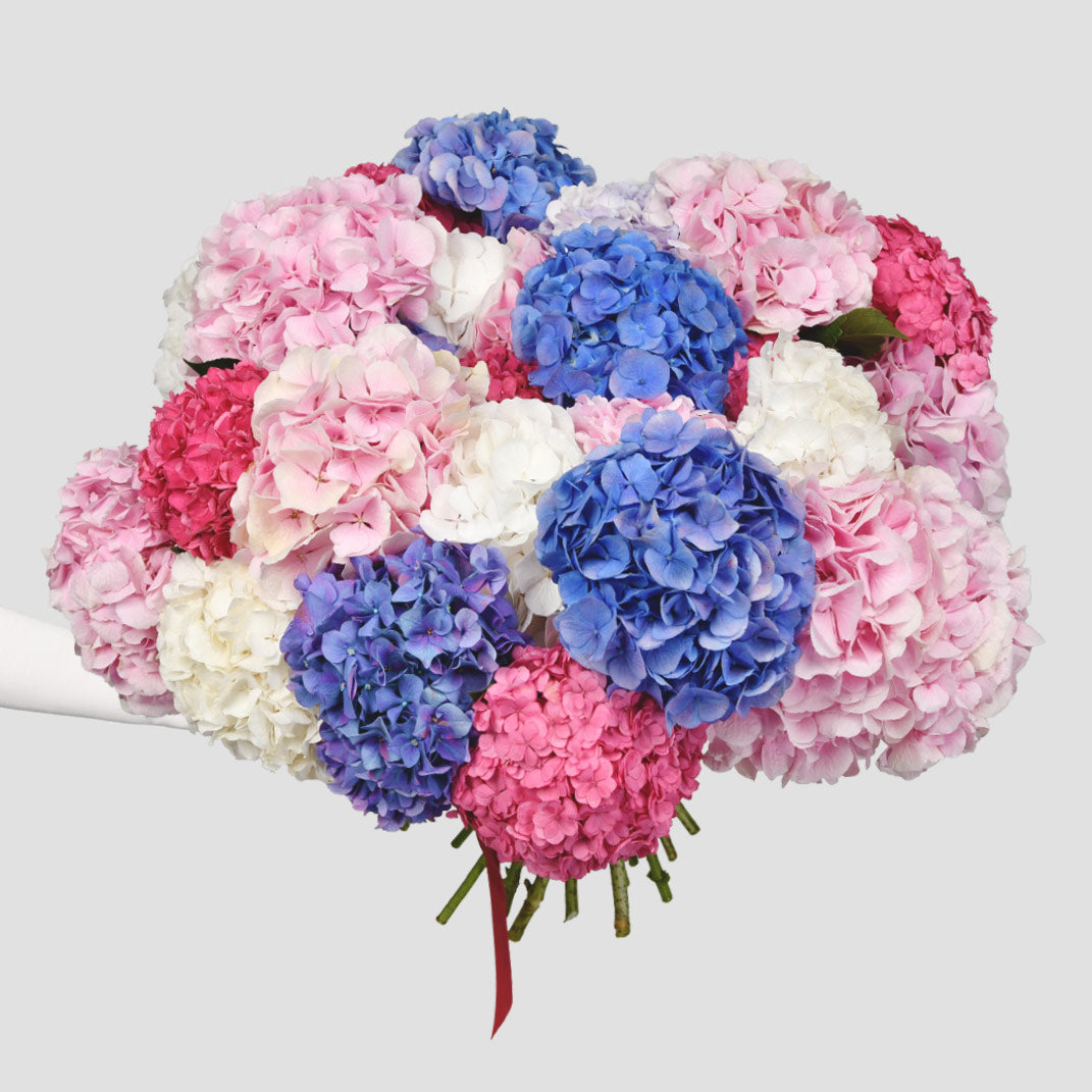 Flori pentru mama - California Flowers, Buchet 27 hortensii multicolore, Californiaflowers.ro