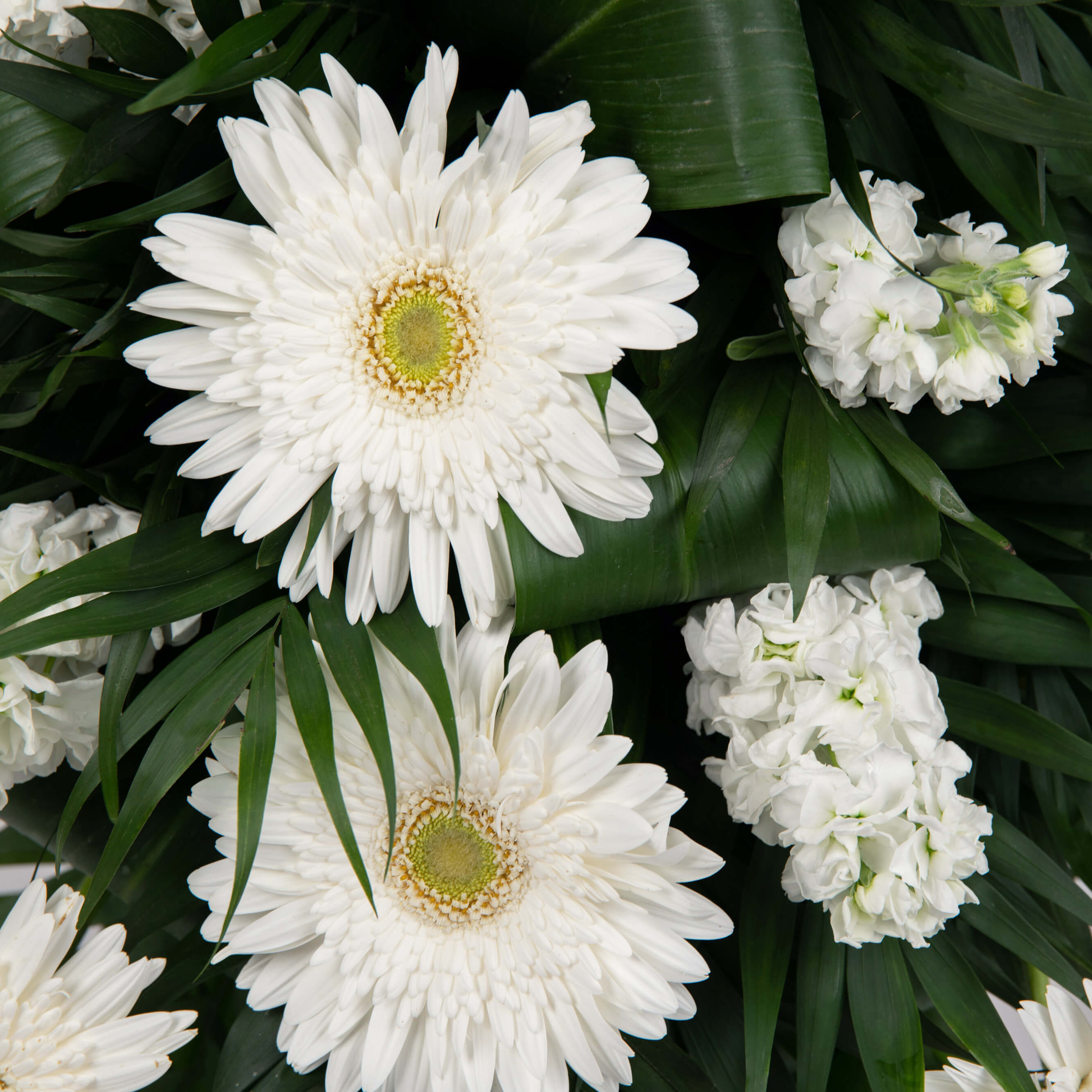 Coroane funerare, Aranjament floral funerar cu gerbera si matthiola, Californiaflowers.ro