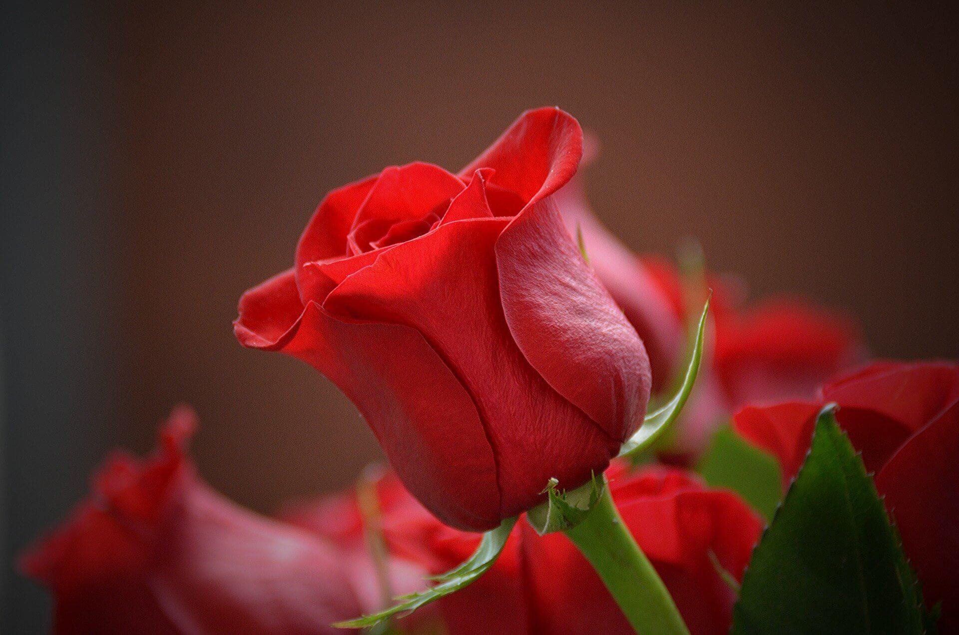 Trandafirul, simbolul dragostei - Buchetele in care acesta trebuie sa se regaseasca - = California Flowers, Bucuresti si Brasov