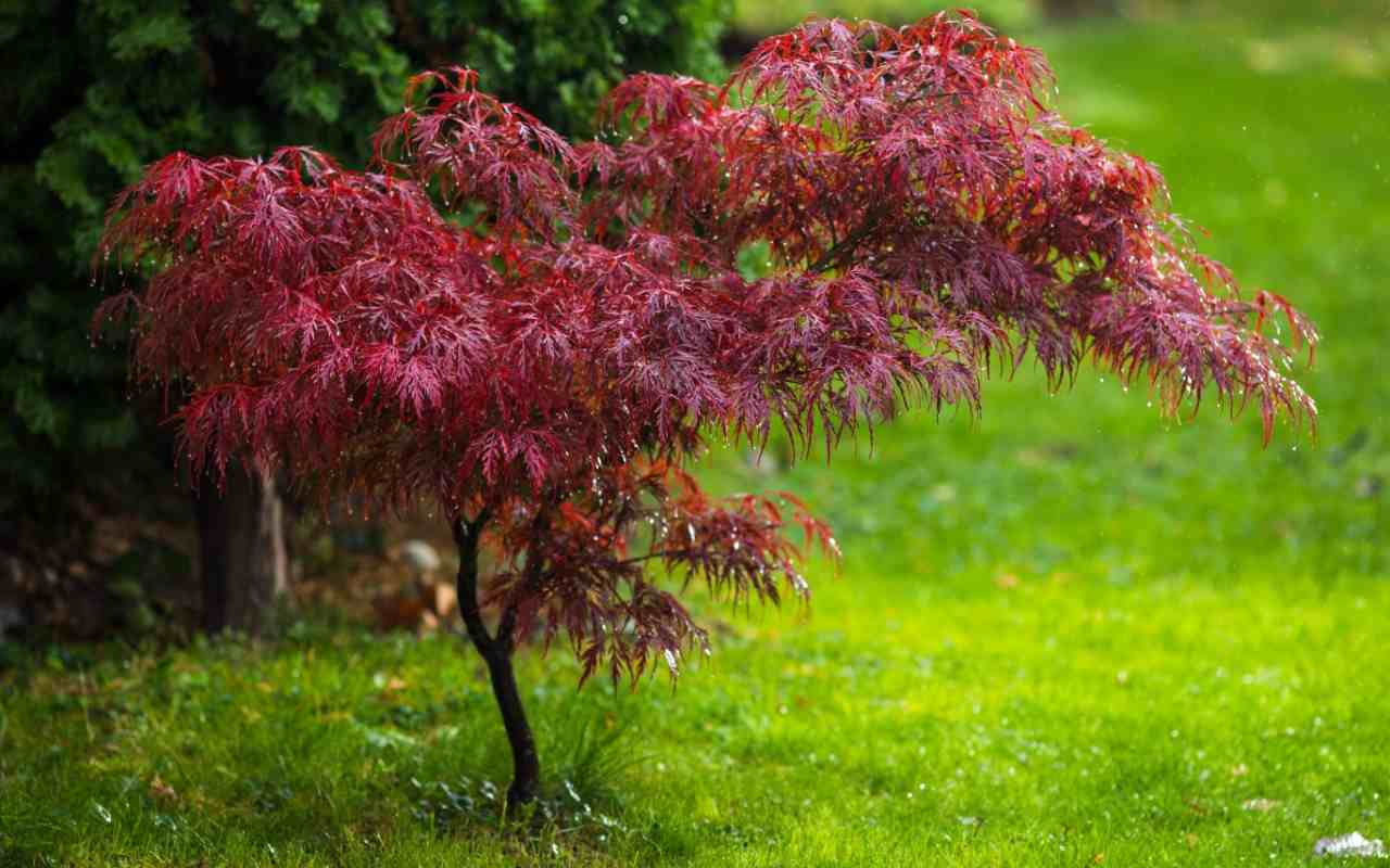 Artarul japonez: ghid complet de cultivare, ingrijire si varietati spectaculoase