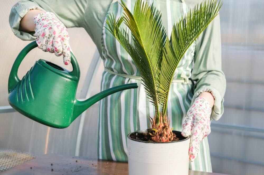 Cycas revoluta, palmierul exotic de apartament si gradina - ingrijire, plantare si solutii pentru bolile comune