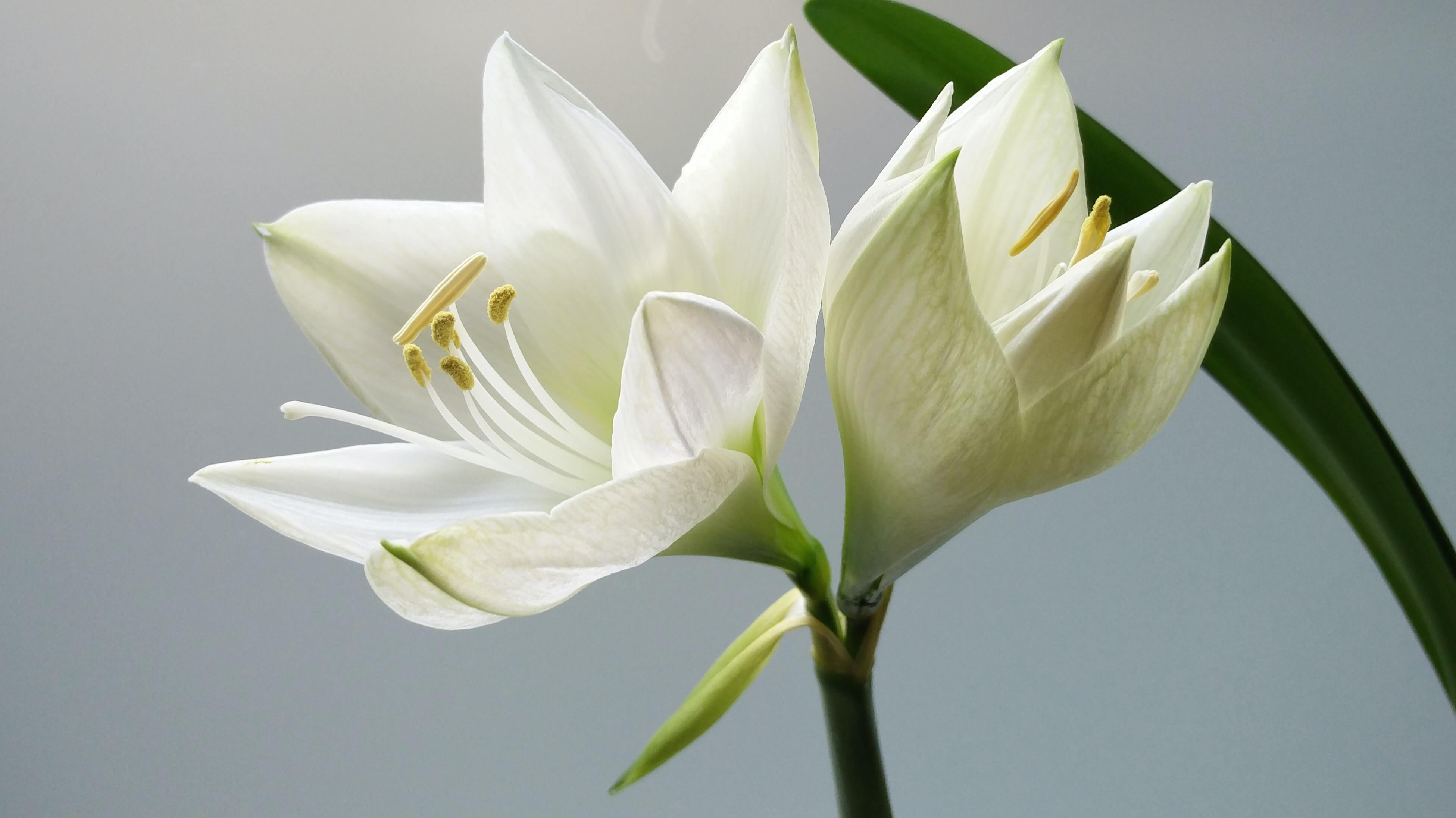 Floarea puritatii - cum poti alcatui cadoul perfect? Iata cele mai interesante informatii despre simbolistica acestor flori!