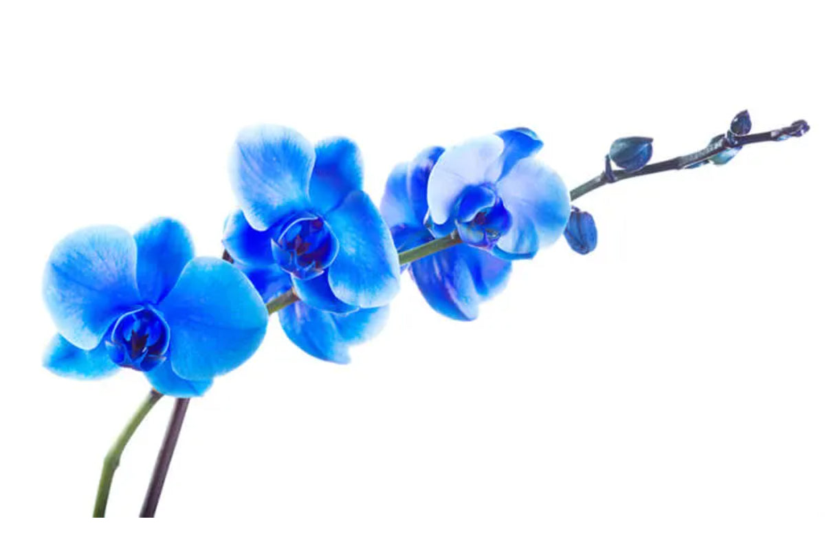 Orhideea albastra - cum se face si cum se ingrijeste aceasta