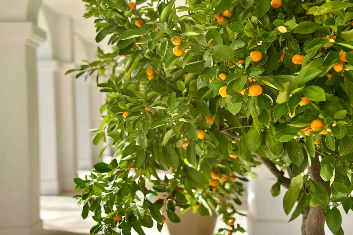 Calamondin citrus mitis: totul despre ingrijirea si beneficiile acestei plante exotice uimitoare