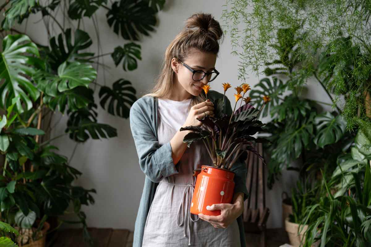 Calathea - recomandari de ingrijire si cultivare a plantei care se roaga + curiozitati interesante