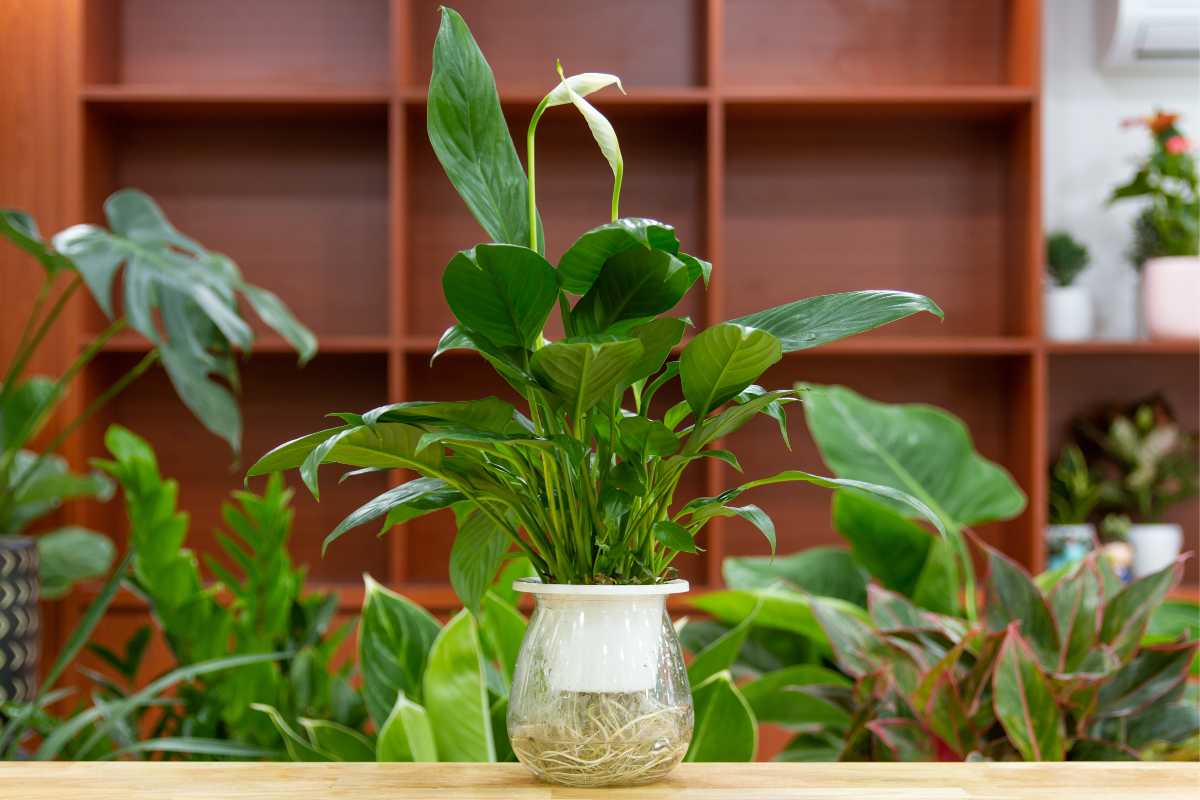Plante care cresc umiditatea in camera: sfaturi si metode pentru un aer mai sanatos si echilibrat