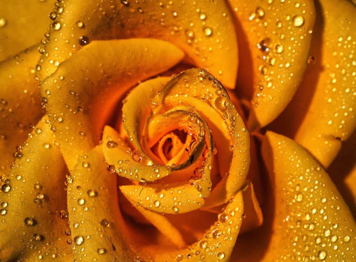 Cat tine un trandafir criogenat? Sfaturi pentru ingrijirea unui astfel de aranjament floral - = California Flowers, Bucuresti si Brasov