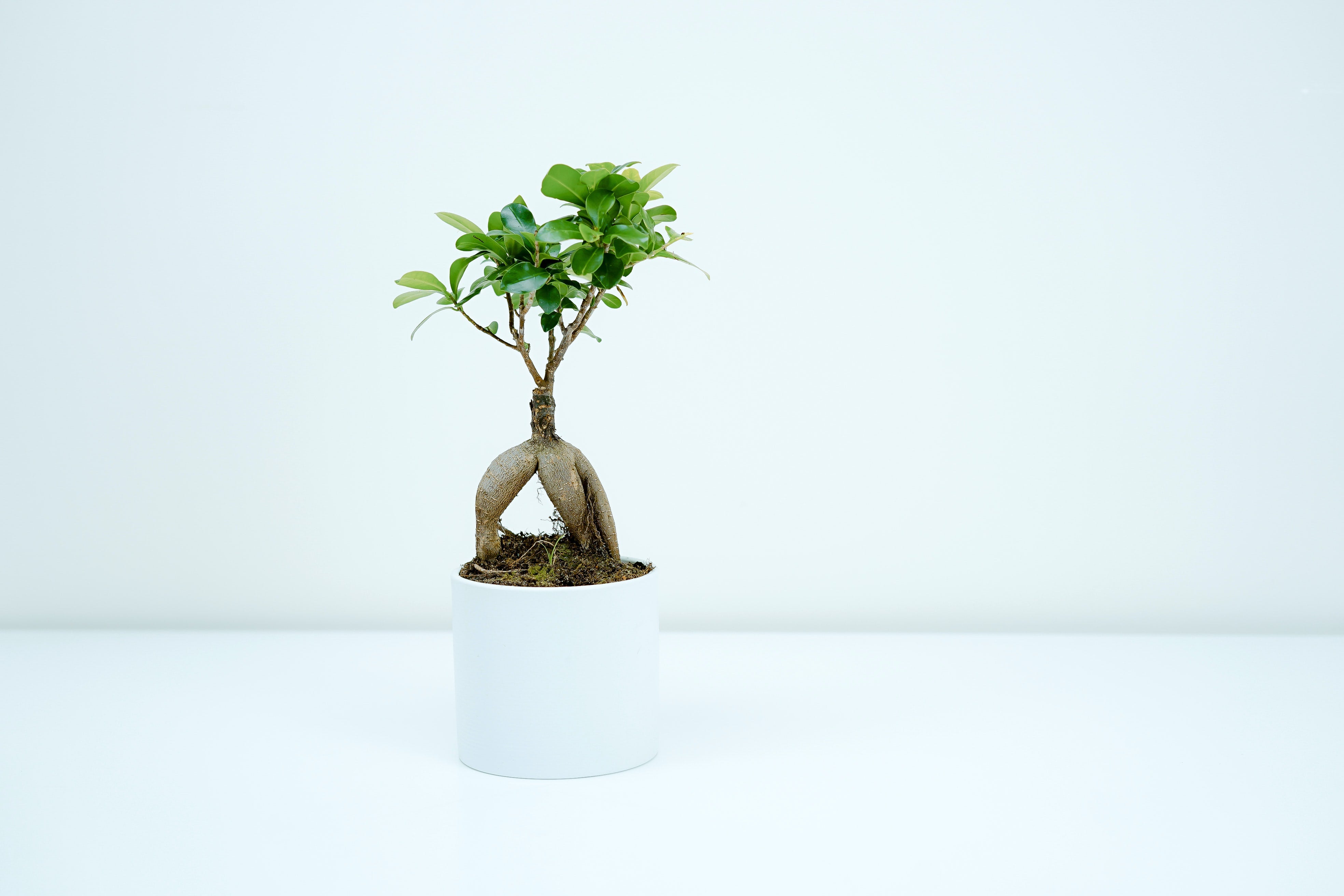 Ingrijirea bonsaiului. Ce trebuie sa stii despre cea mai populara planta a momentului?