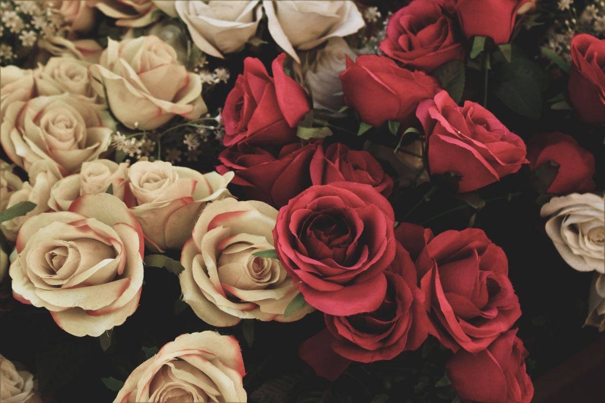 Semnificatia trandafirului: iata ce ai nevoie sa stii pentru a oferi corespunzator un buchet de trandafiri