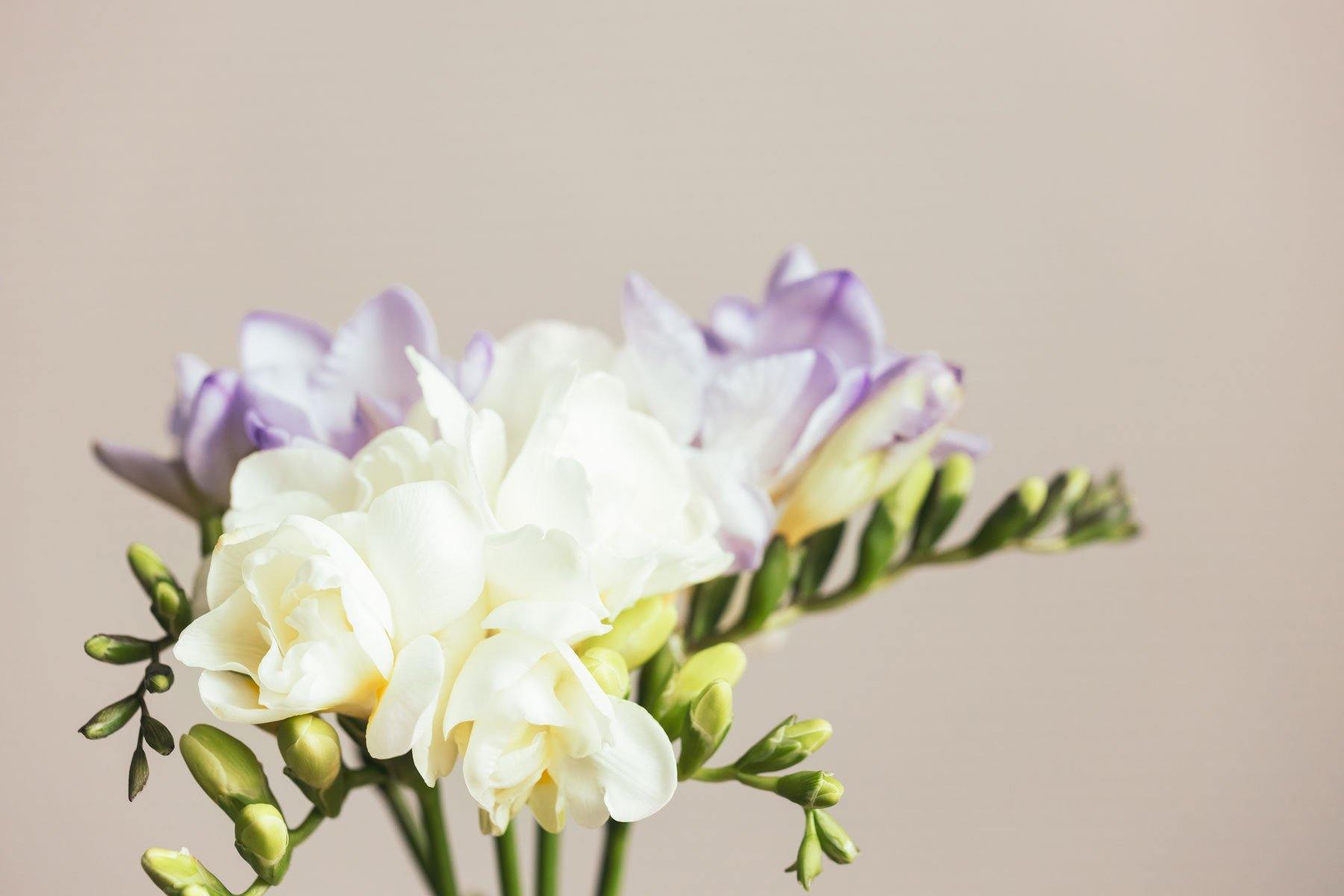 Buchete frezii = California Flowers, Bucuresti si Brasov