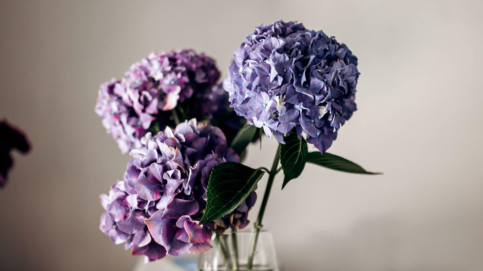 Hortensie = California Flowers, Bucuresti si Brasov
