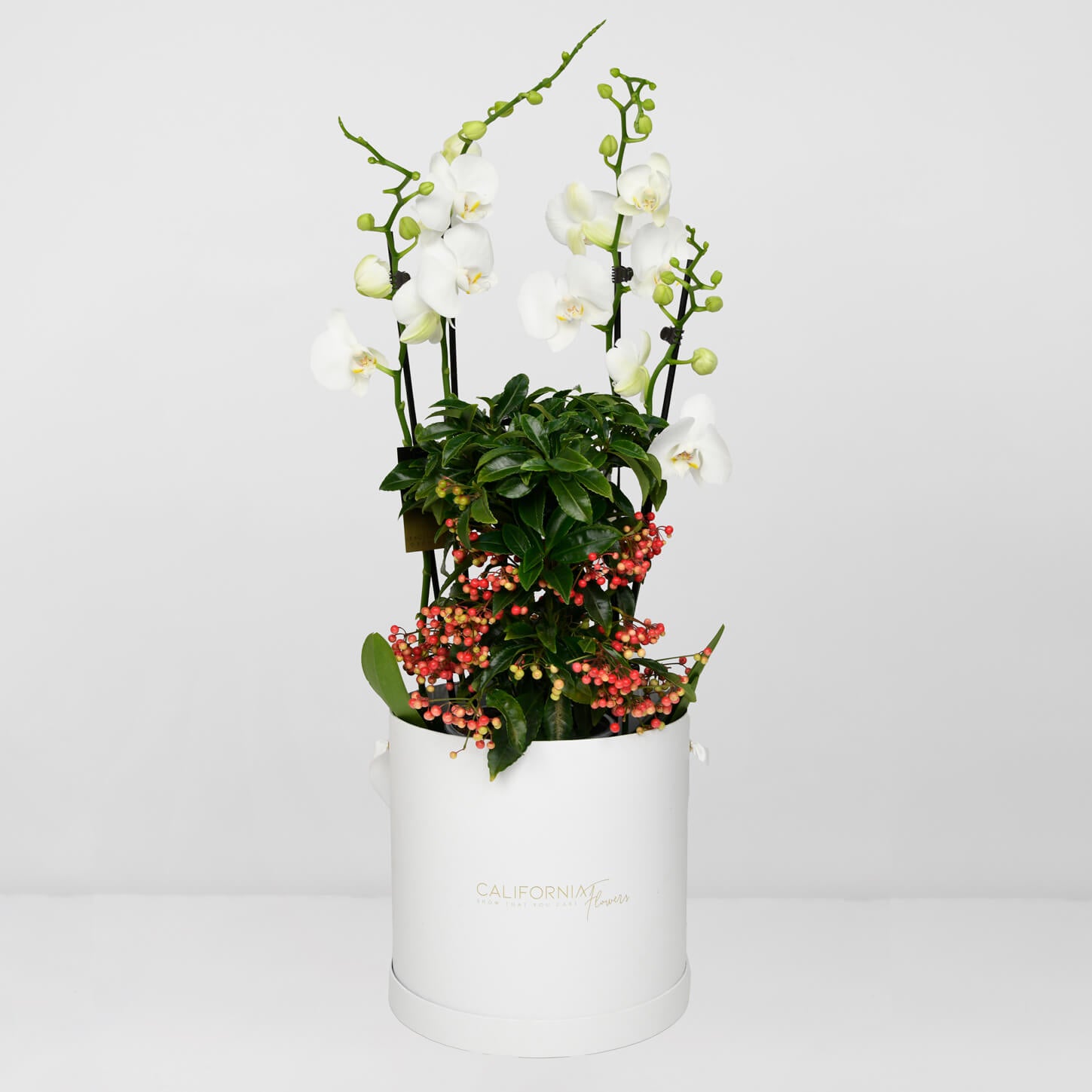 Plante, Aranjament cu Orhidee Phalaenopsis si Ardisia, Californiaflowers.ro