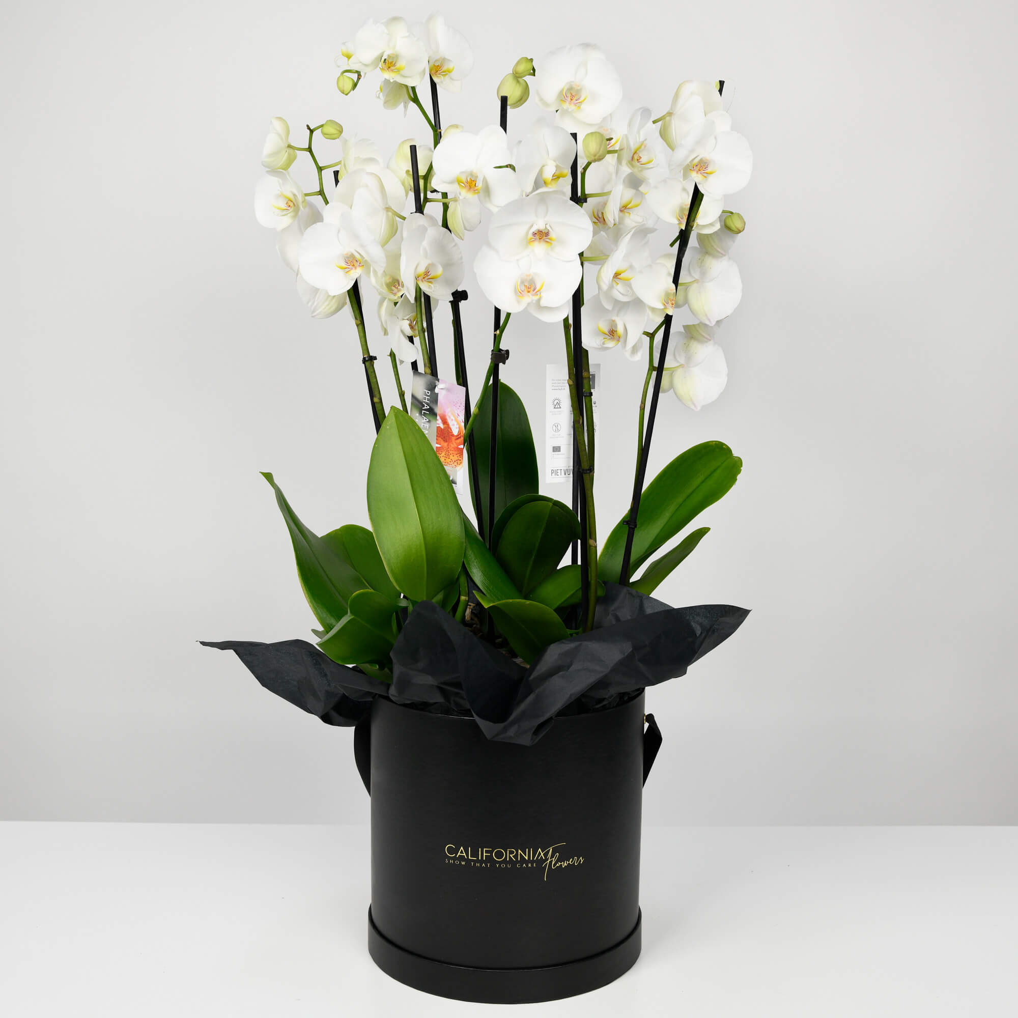 Plante, Cutie neagra cu Orhidee Phalaenopsis, Californiaflowers.ro