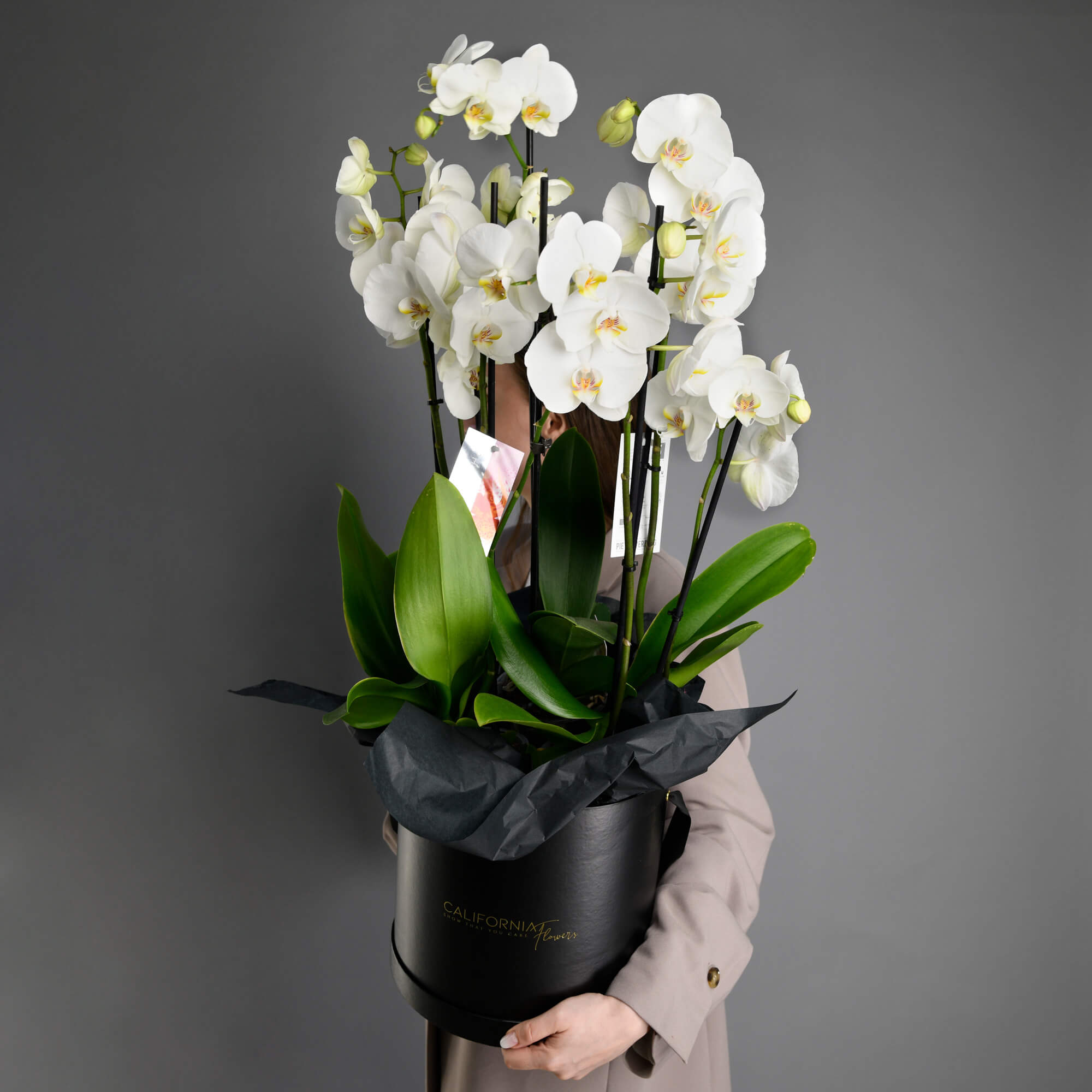 Plante, Cutie neagra cu Orhidee Phalaenopsis, Californiaflowers.ro