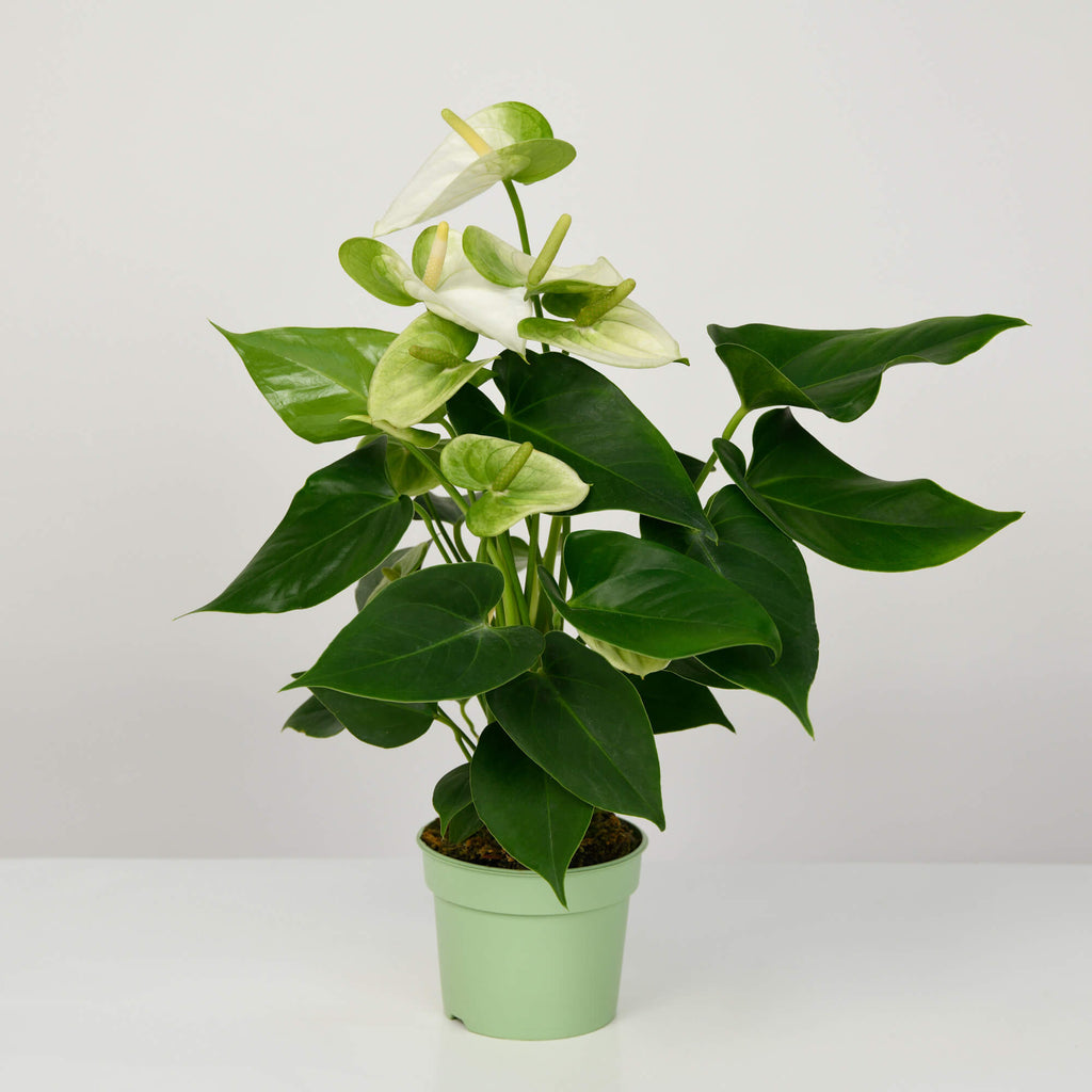 Planta Anthurium alba S