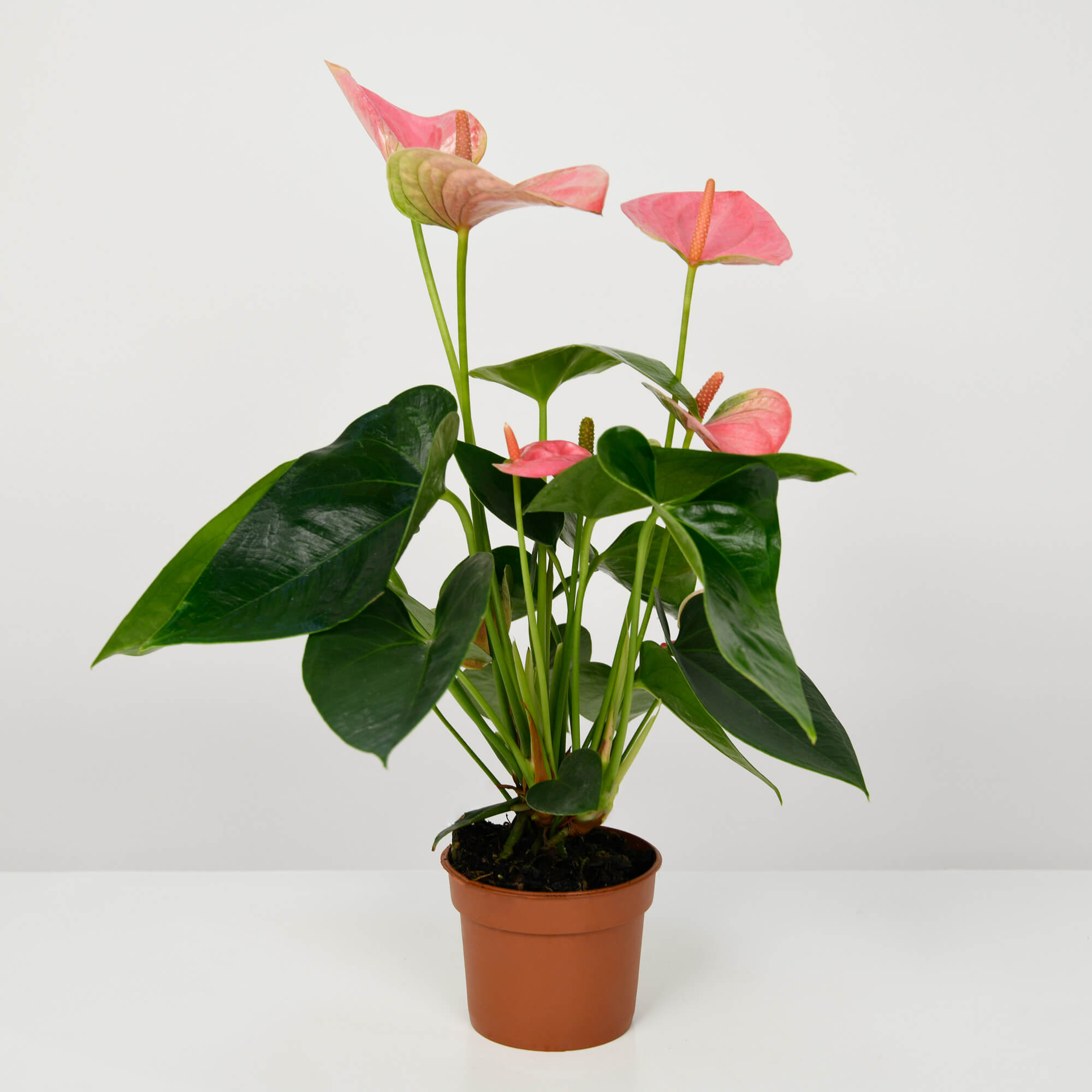 Planta Anthurium roz S, 1