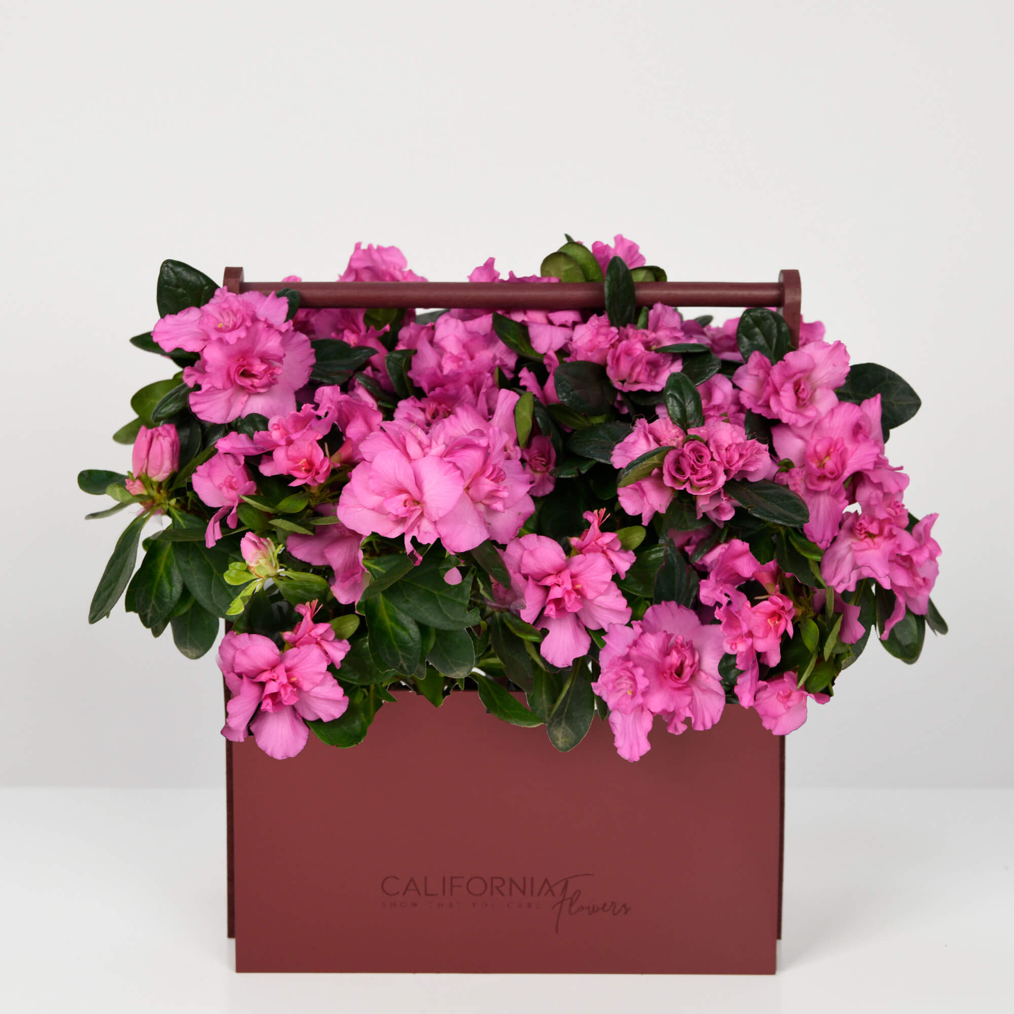 Azalee Roz Plante – California Flowers