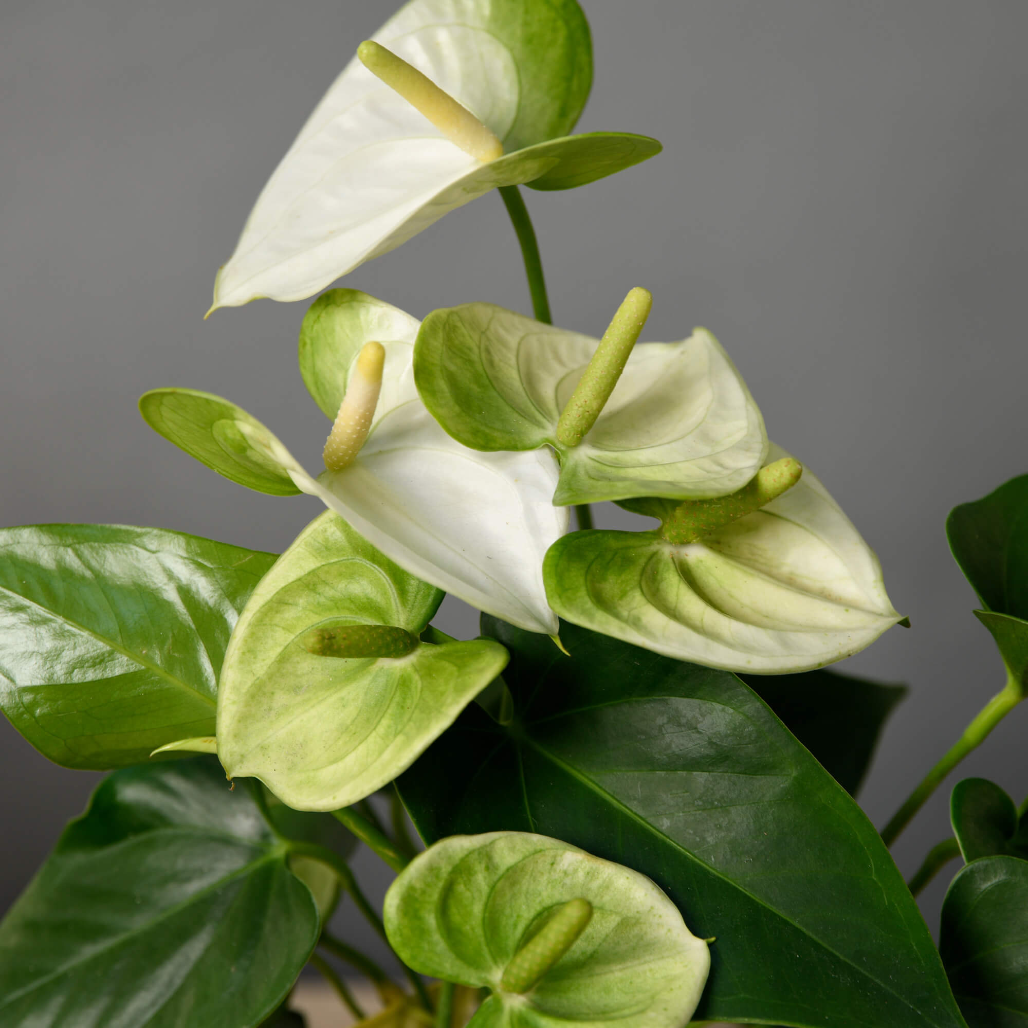 anthurium alb Planta Anthurium alba S