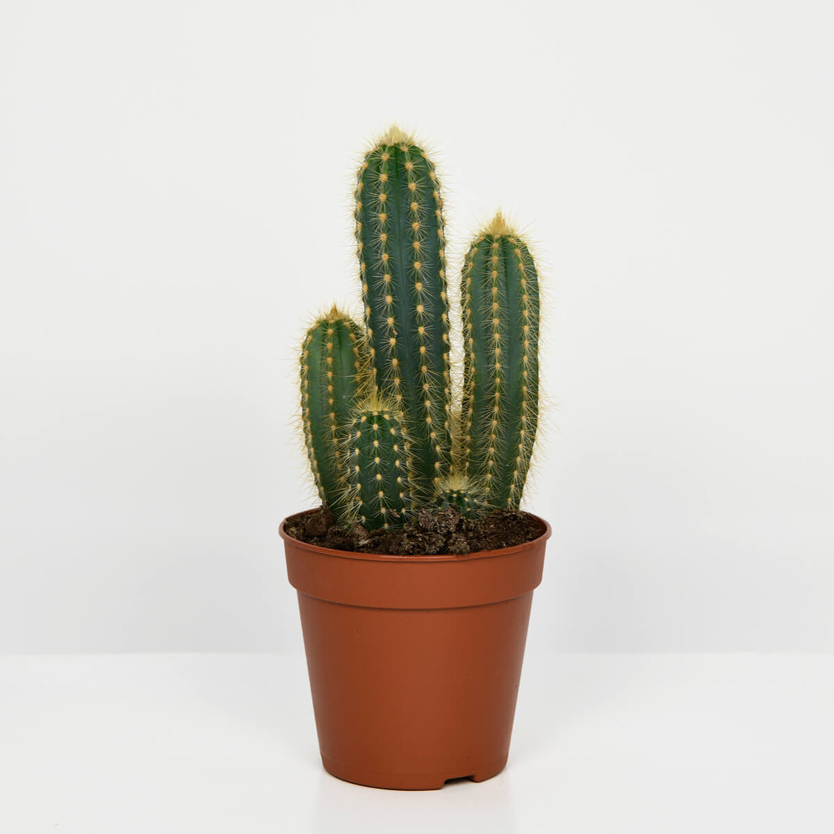 Cactus Pilosocereus, 1