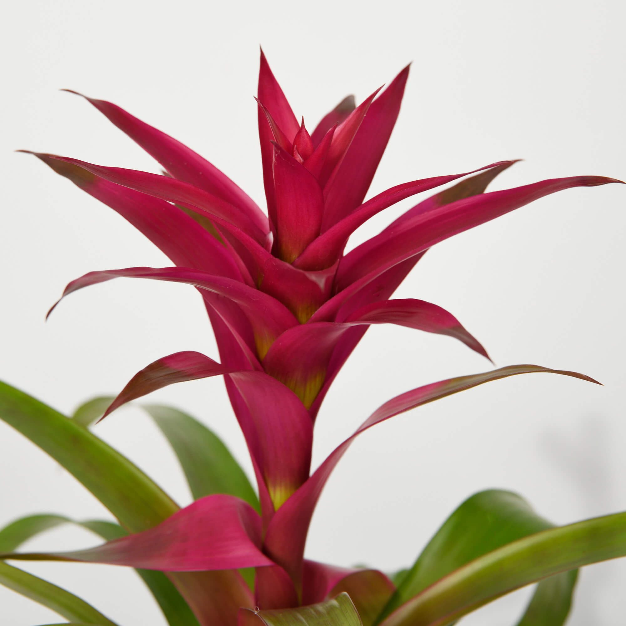 Planta Roz Planta Guzmania Roz - California Flowers