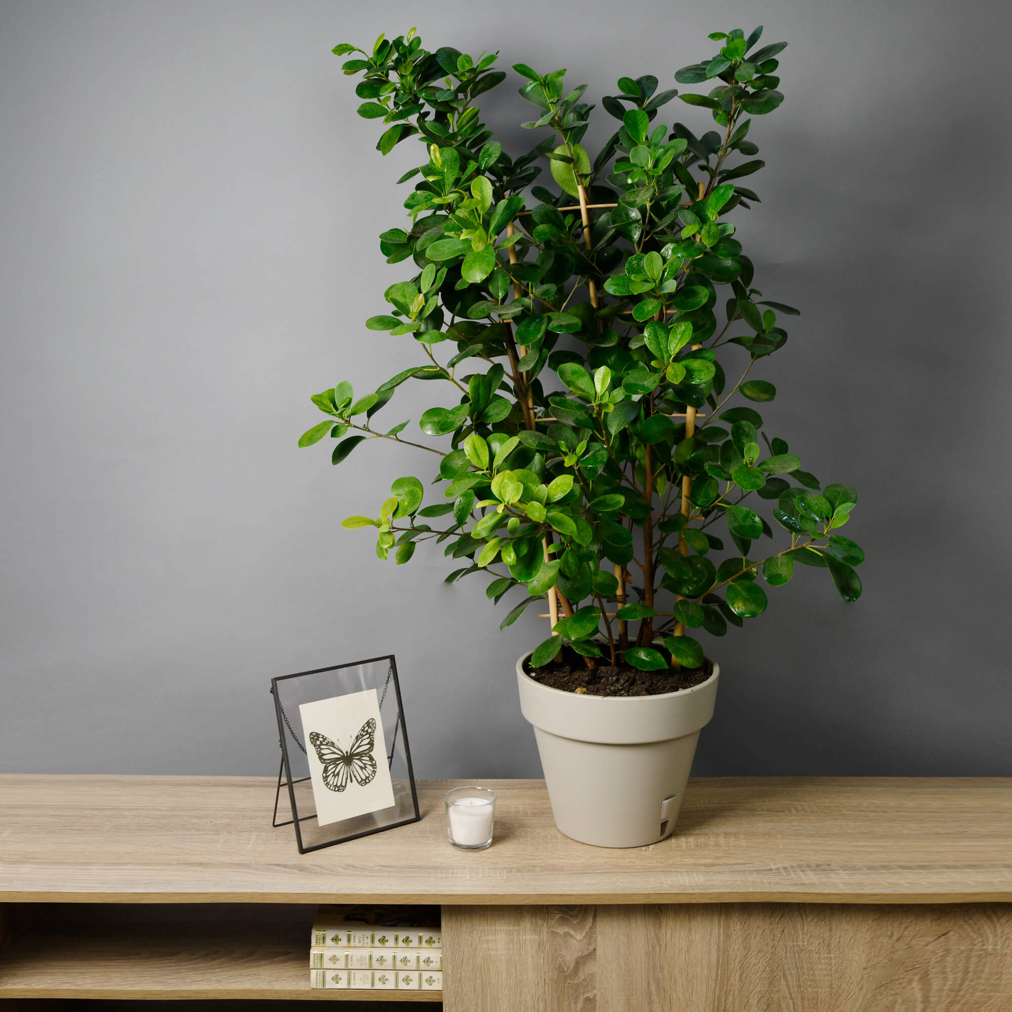 Planta Ficus