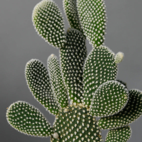 Cactus Opuntia Albispina, 2