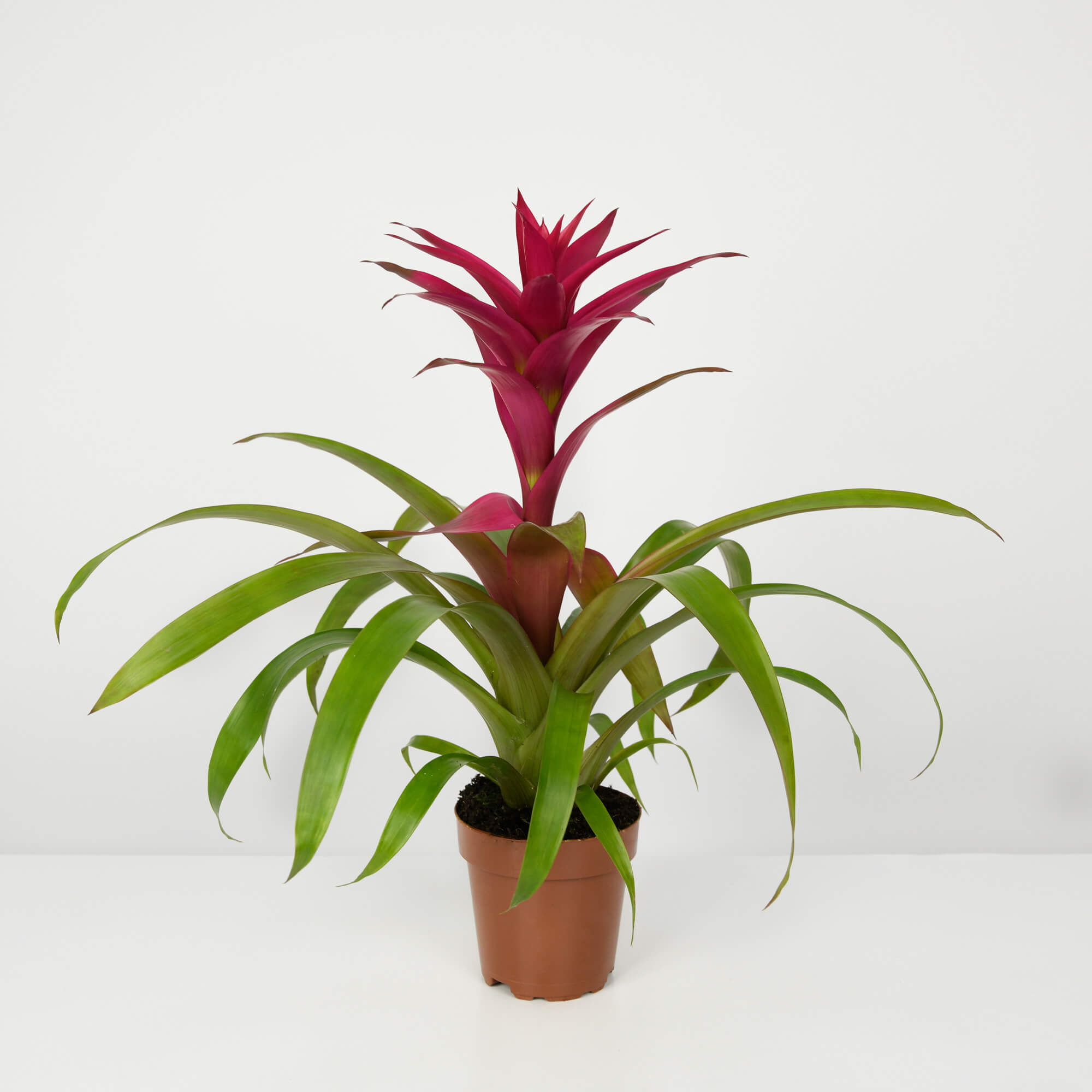 Planta Roz Planta Guzmania Roz - California Flowers