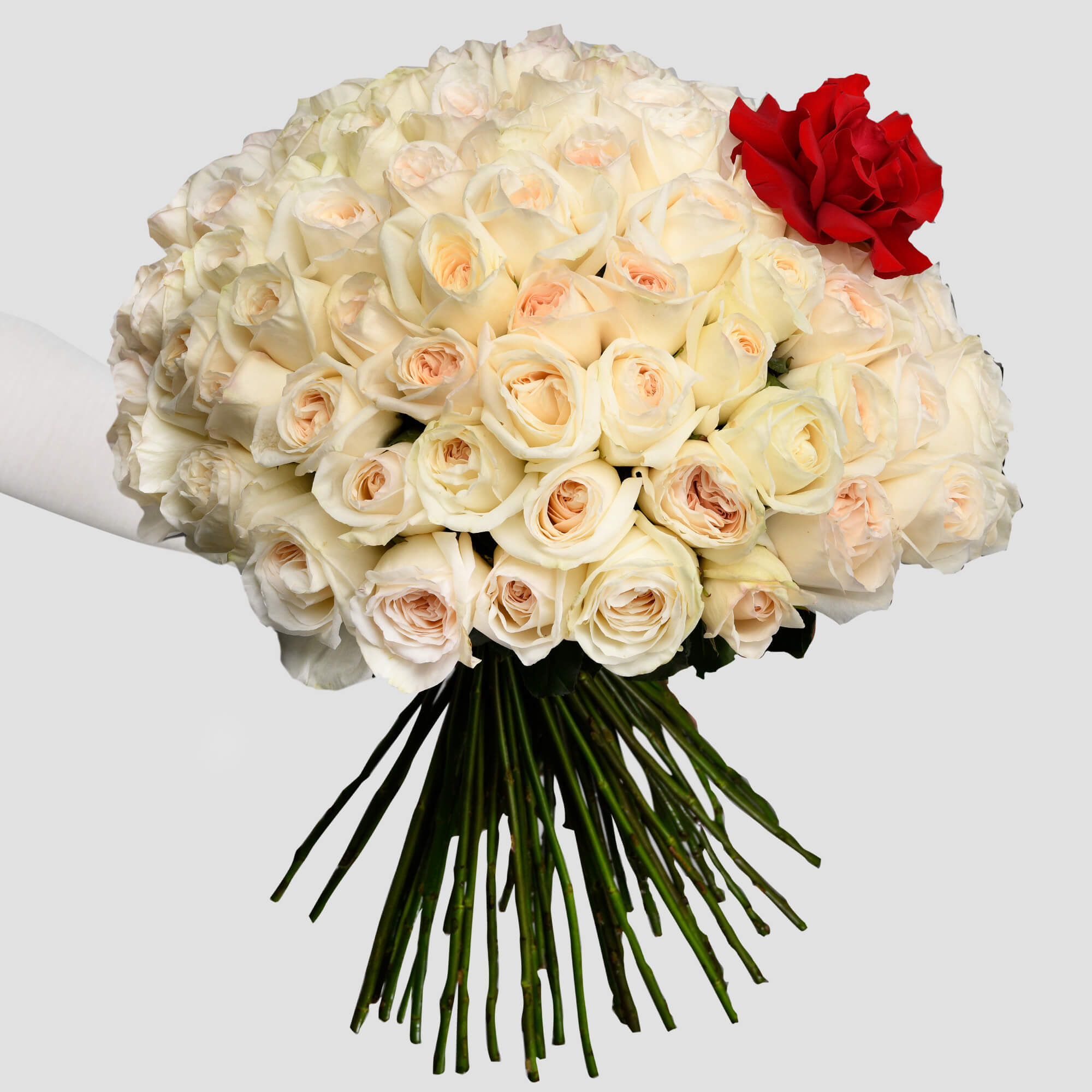 Buchet cu 100 trandafiri albi si un trandafir special rosu