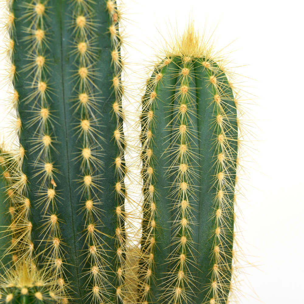 Cactus Pilosocereus, 3