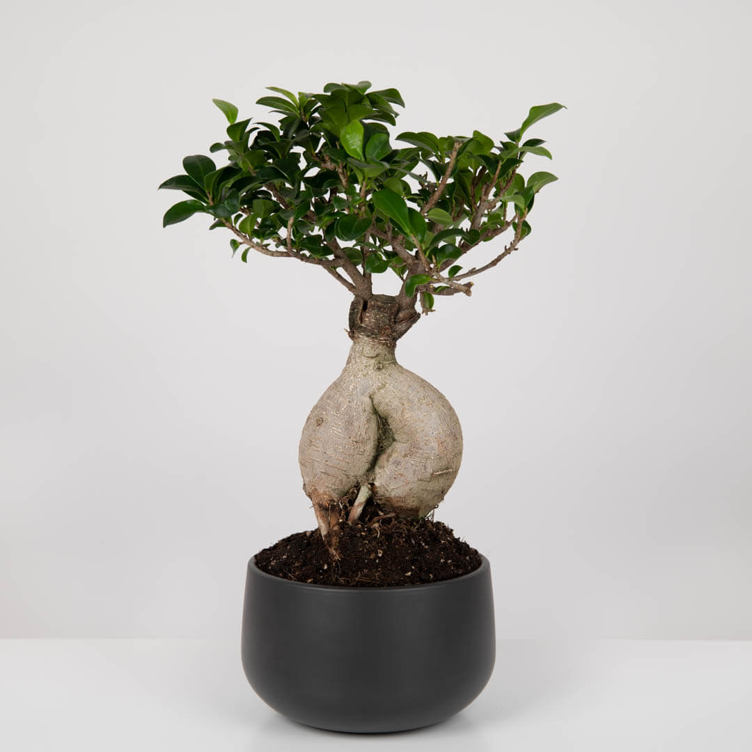Ficus ginseng bonsai