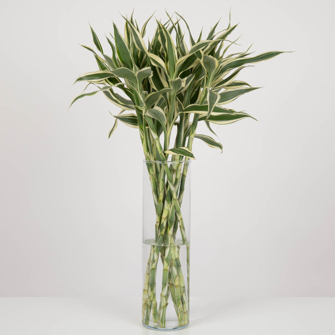 Arrangement in a vase with Dracaena