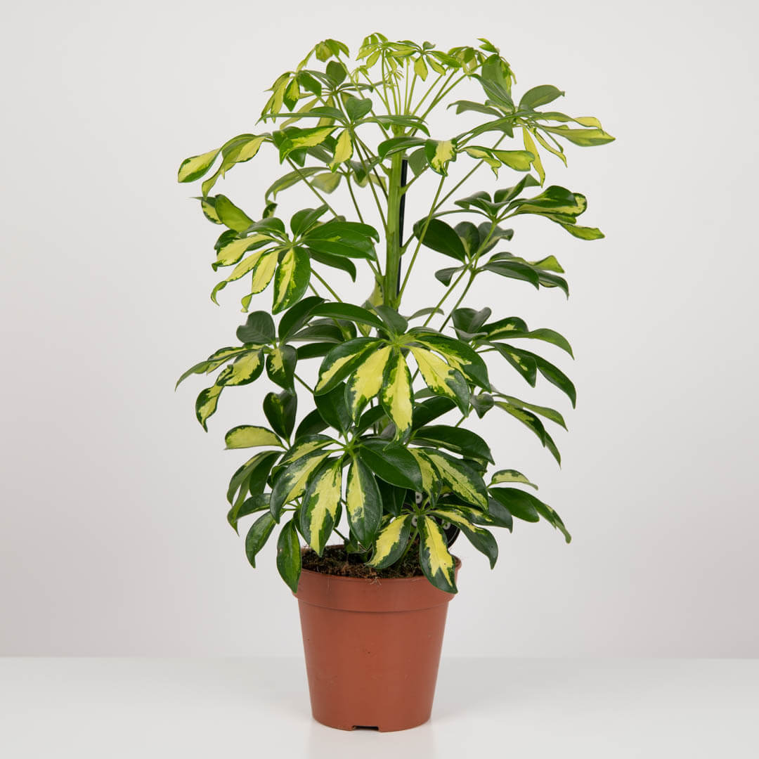 Planta Schefflera Bicolora
