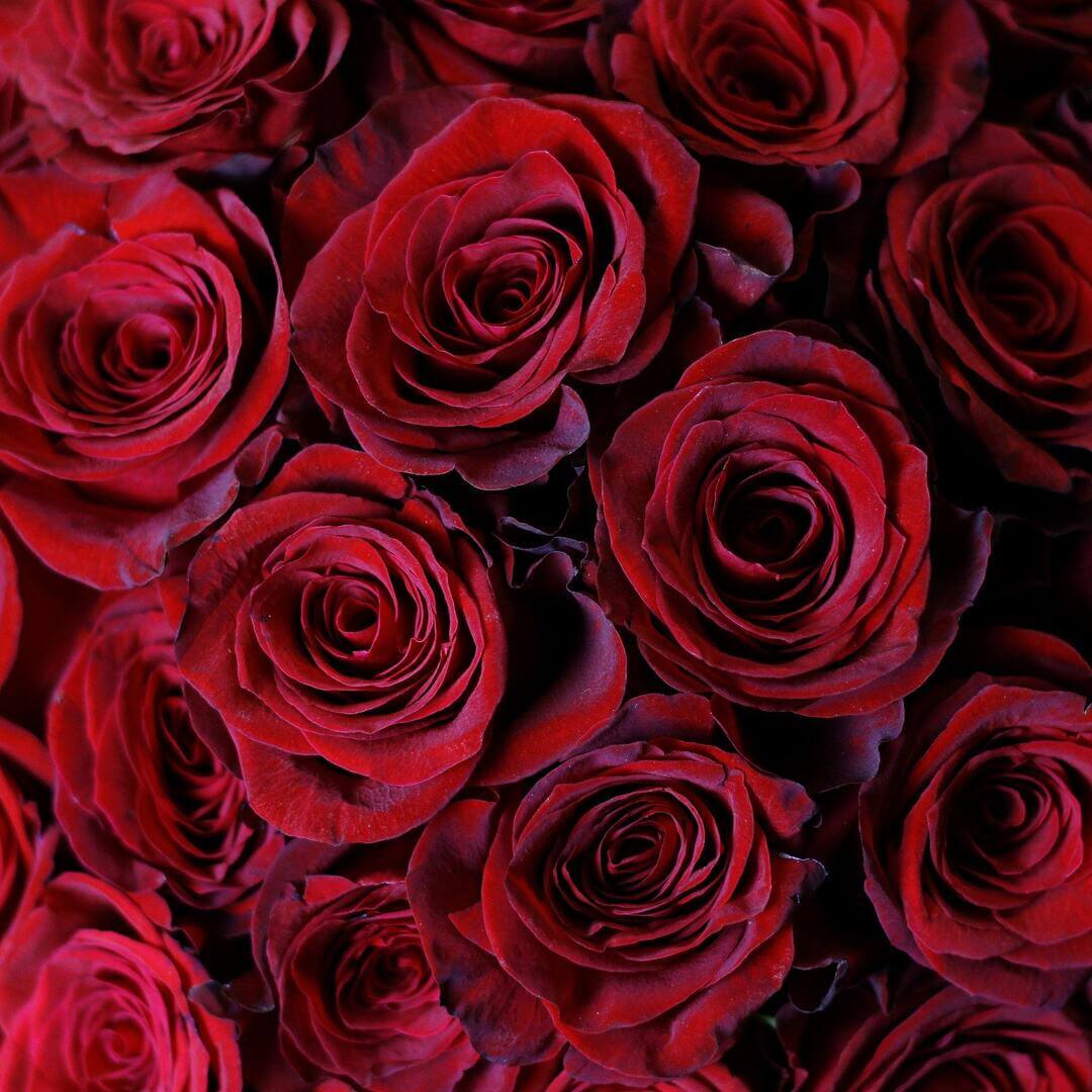 Buchet 101 trandafiri rosii