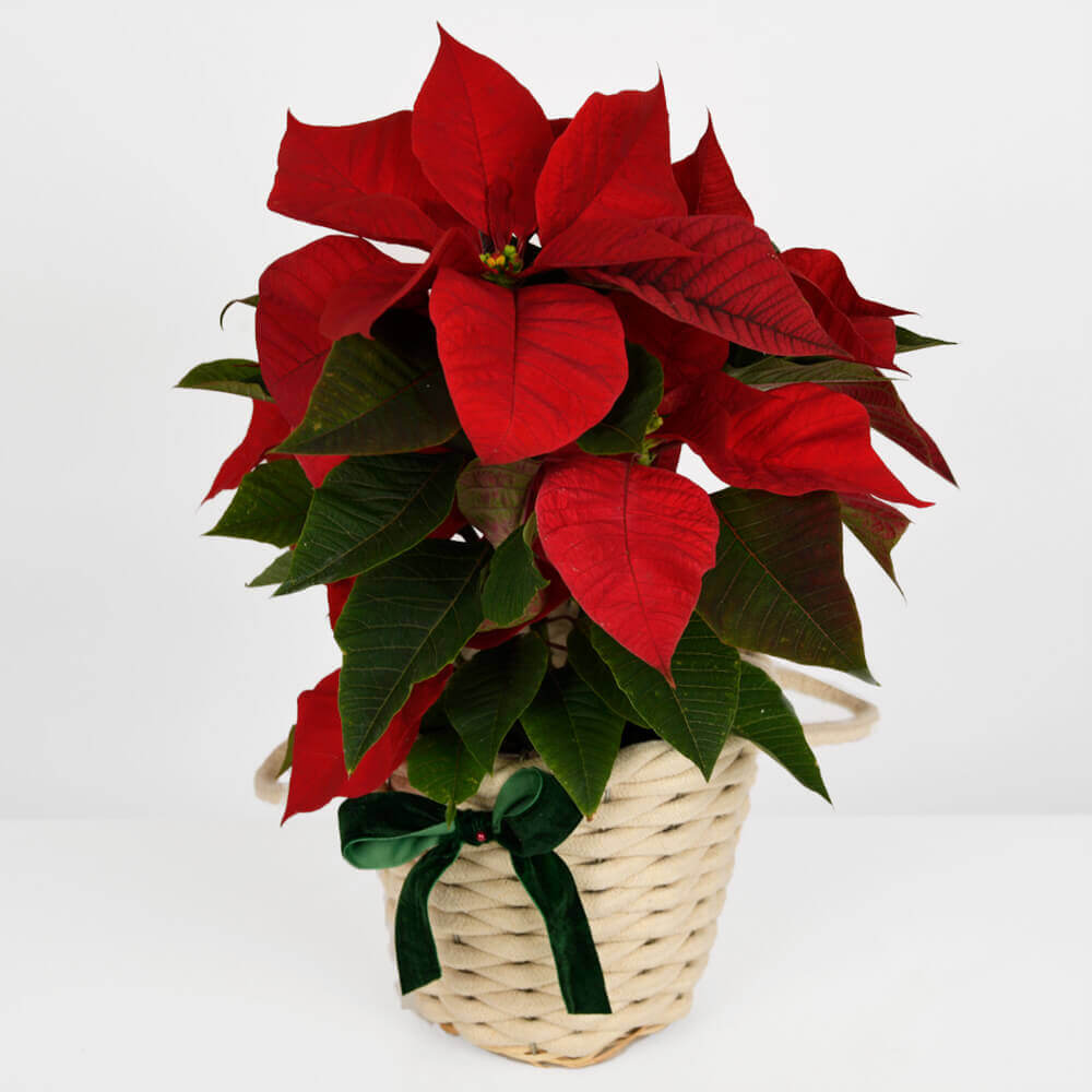 plants, poinsettia, Californiaflowers.ro