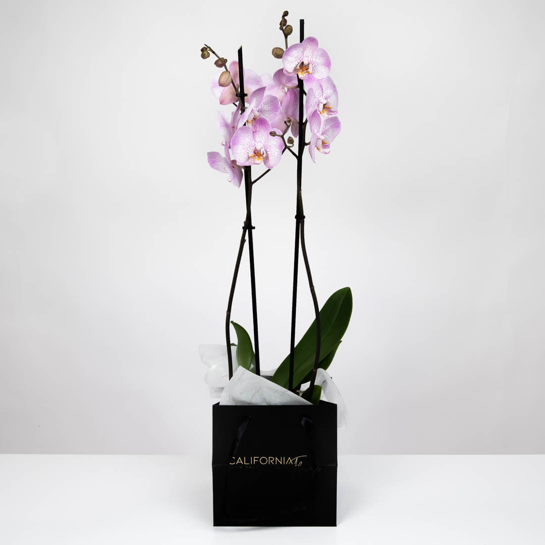 Plante, Orhidee Phalaenopsis Roz, Californiaflowers.ro