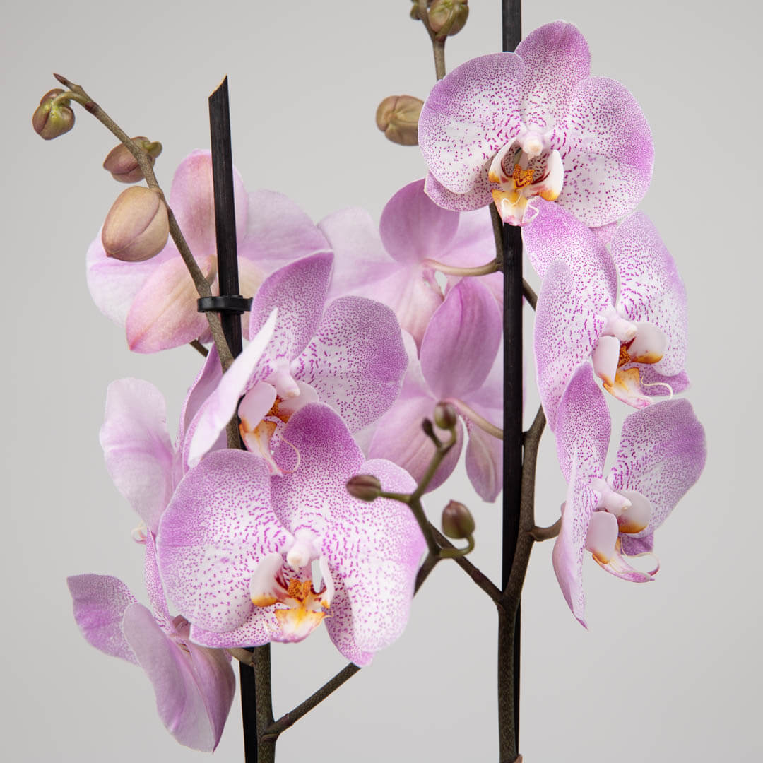 Plante, Orhidee Phalaenopsis Roz, Californiaflowers.ro