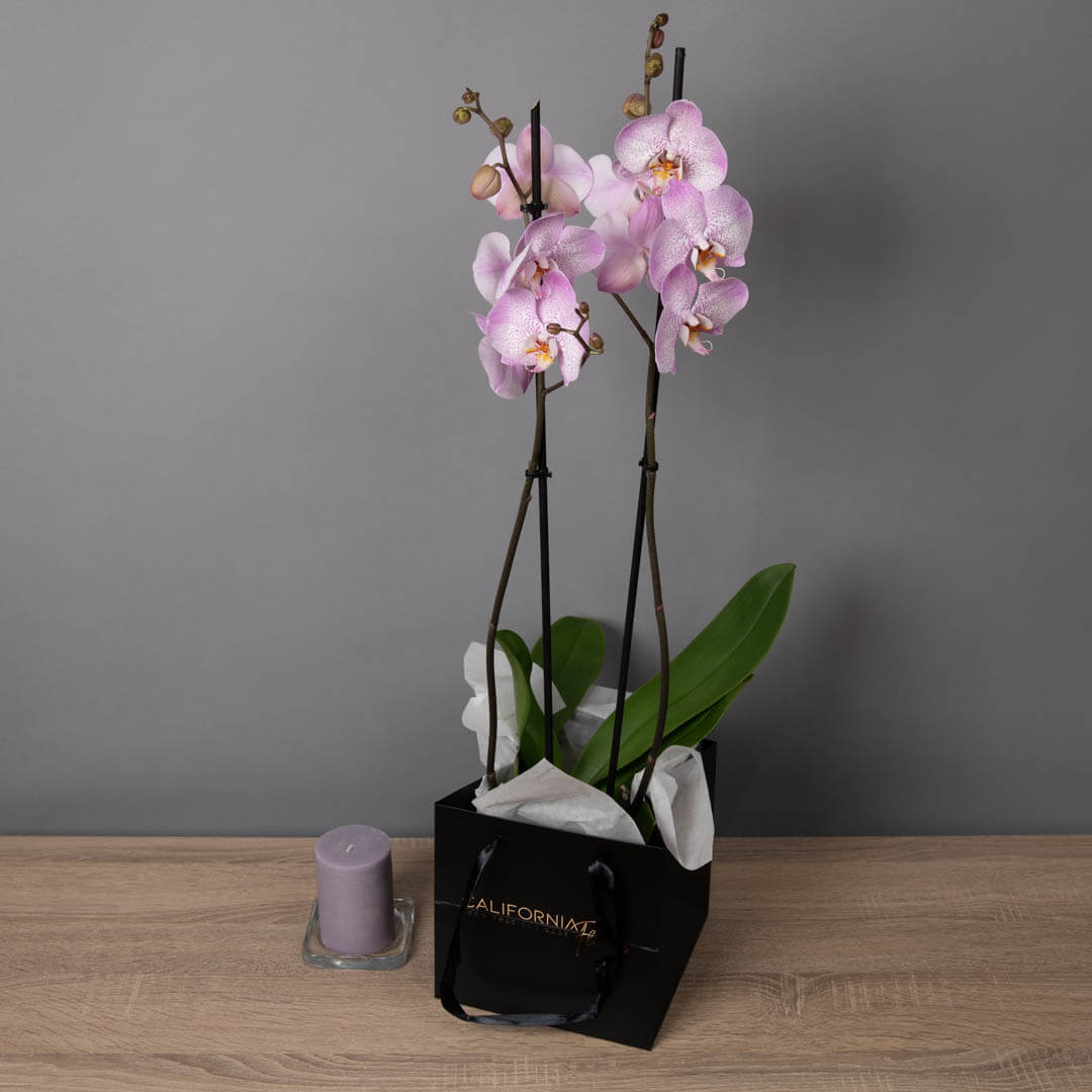 Orhidee Phalaenopsis Roz, 3, Californiaflowers.ro