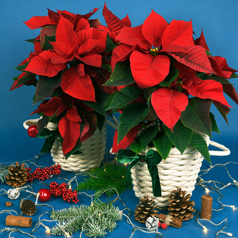 plants, poinsettia, Californiaflowers.ro