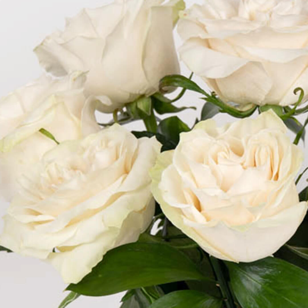 Aranjament in vaza cu 9 trandafiri albi