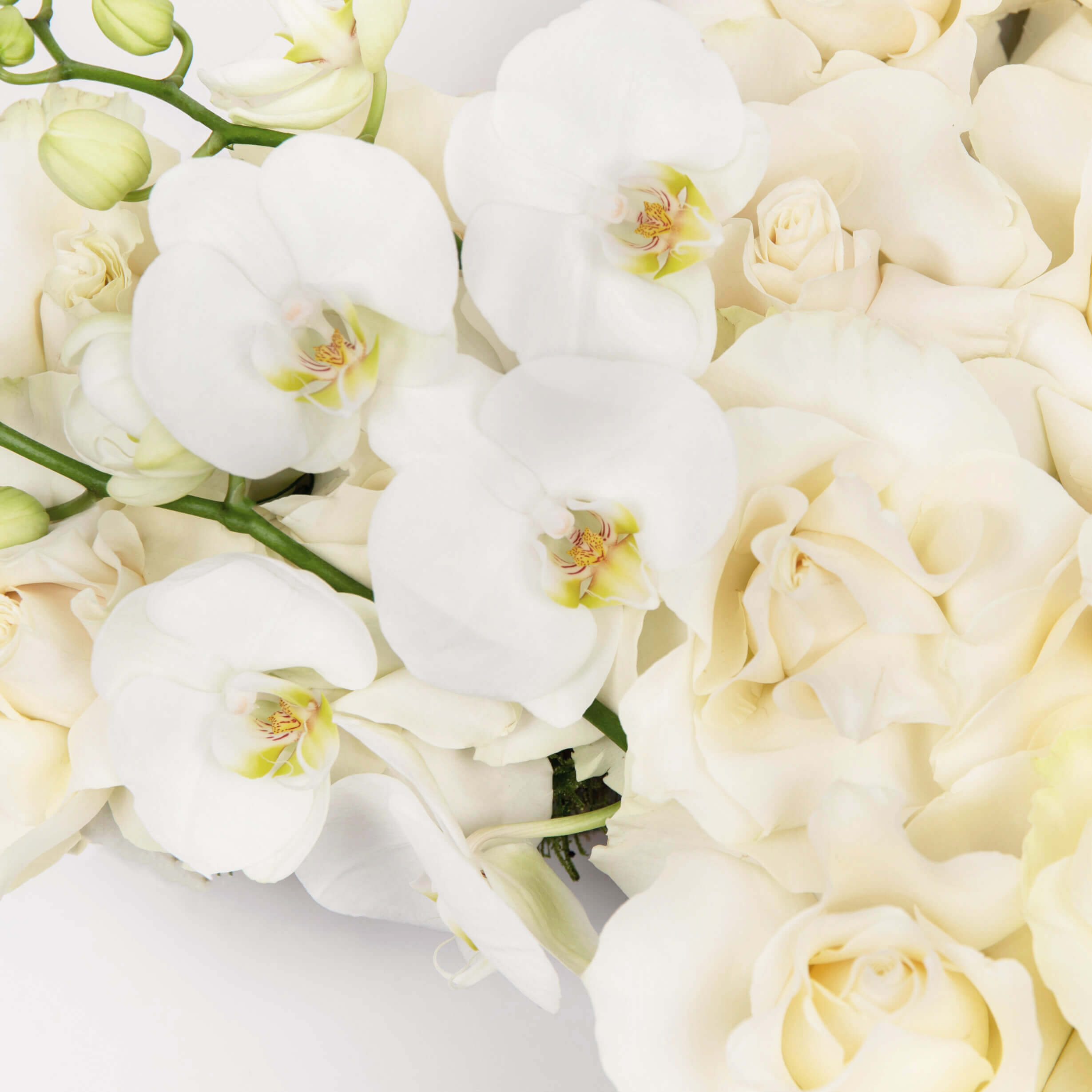 Cruce cu trandafiri albi si phalaenopsis